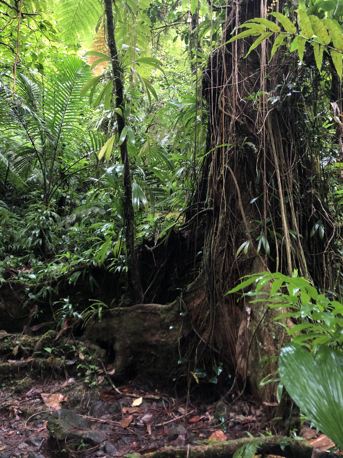 Photo Guadeloupe Chute du Carbet 2021-02 11