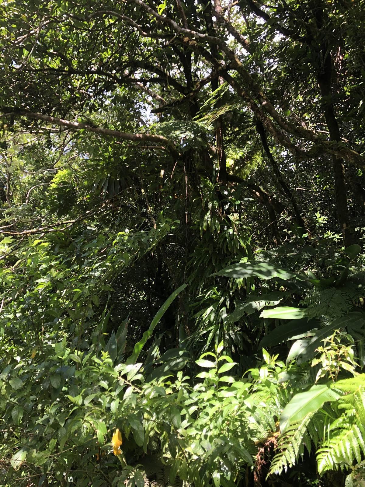 Photo Guadeloupe La Grande Soufrière 2021-02 28