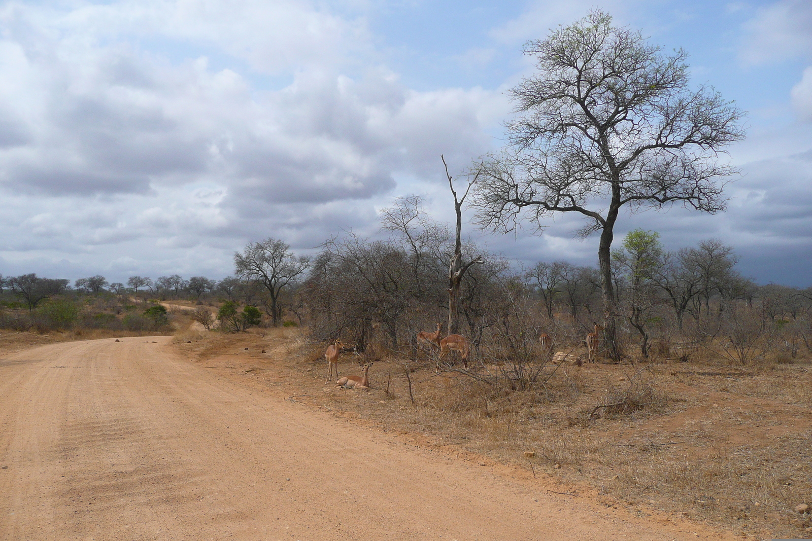 Photo Afrique du Sud Parc National Kruger route de la rivière Crocodile 2008-09 14