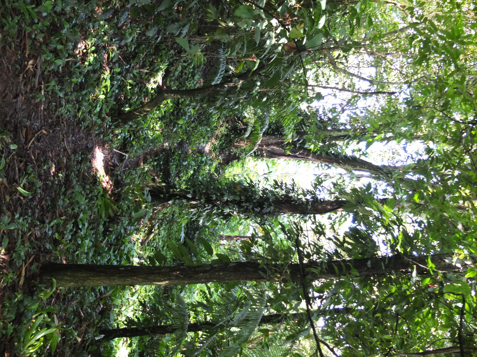 Photo Panama Bastimentos 2015-03 22