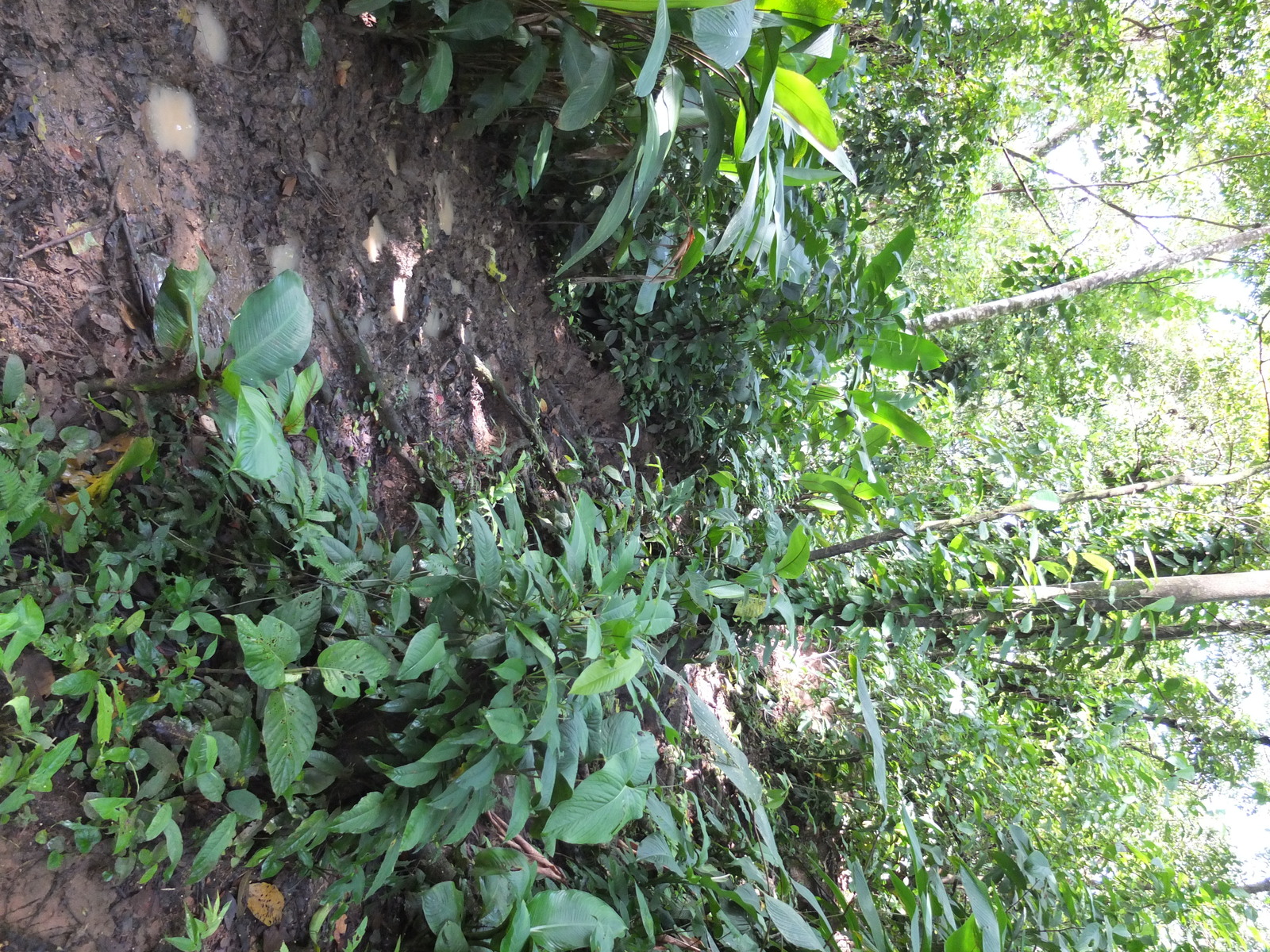 Photo Panama Bastimentos 2015-03 45