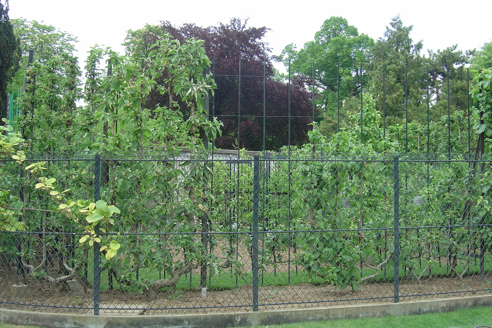 Photo France Paris Jardin du Luxembourg 2007-04 3