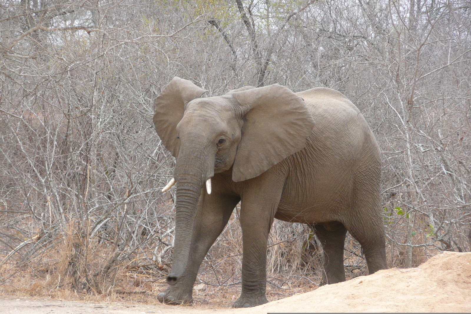 Photo Afrique du Sud Parc National Kruger Rivière Sable 2008-09 22