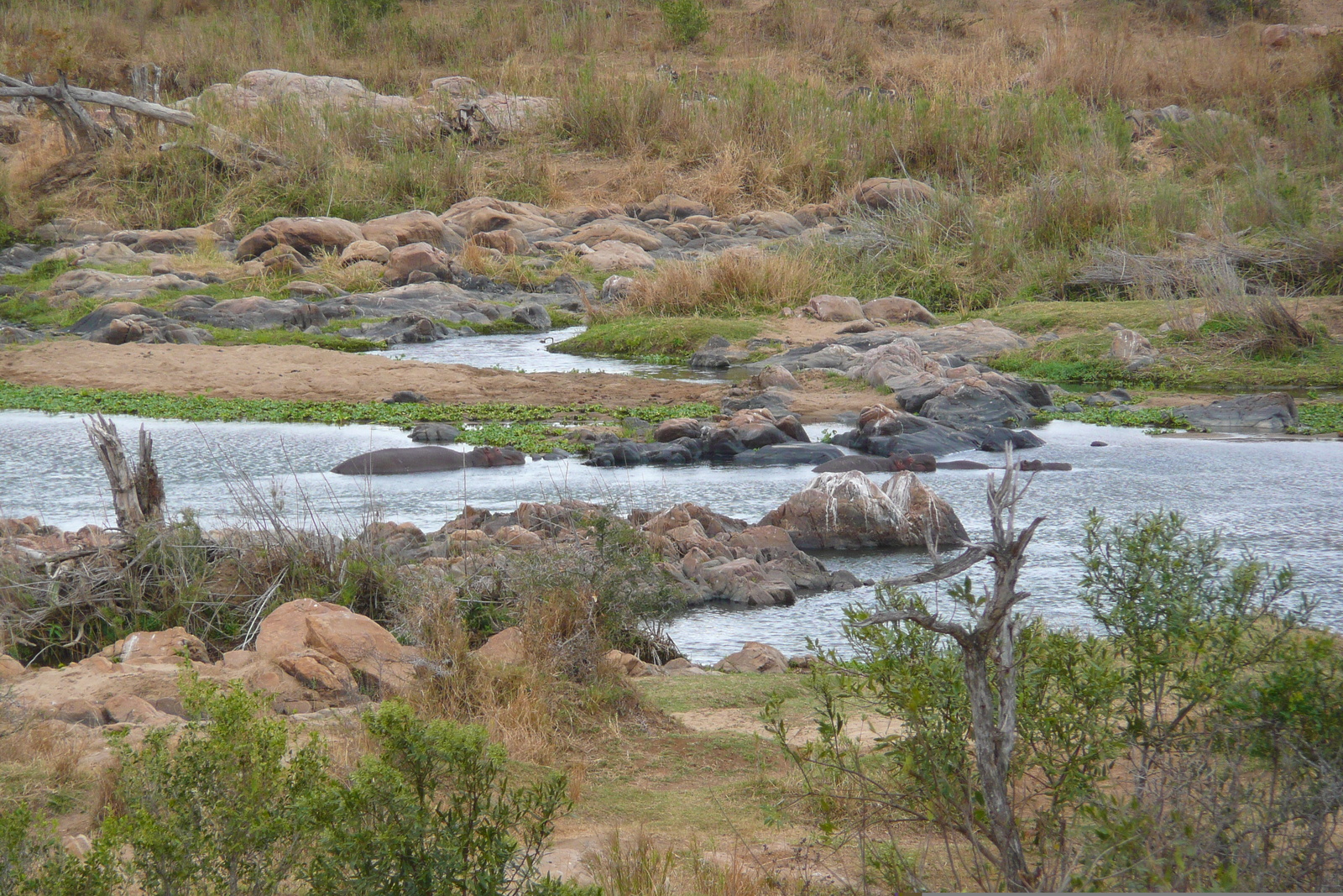 Photo Afrique du Sud Parc National Kruger rivière Crocodile 2008-09 16