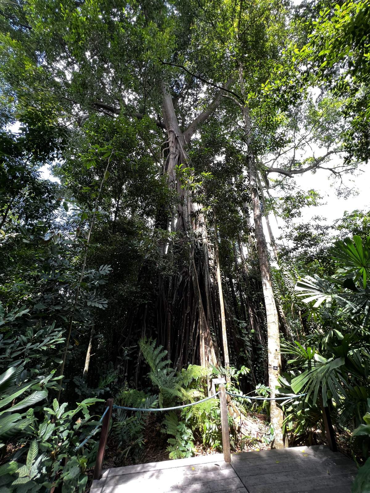 Photo Singapour Jardins botaniques de Singapore 2023-01 10