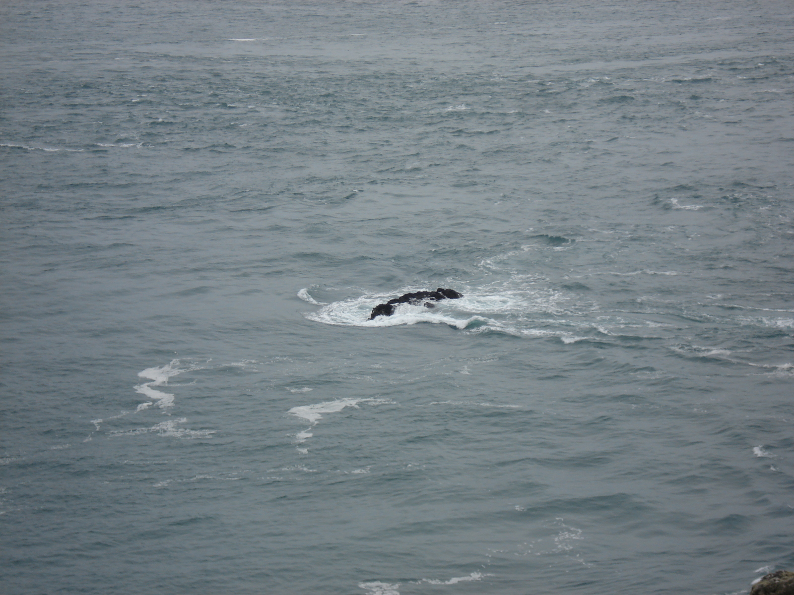 Photo Royaume-Uni Pembrokeshire Martins Havens 2006-05 20