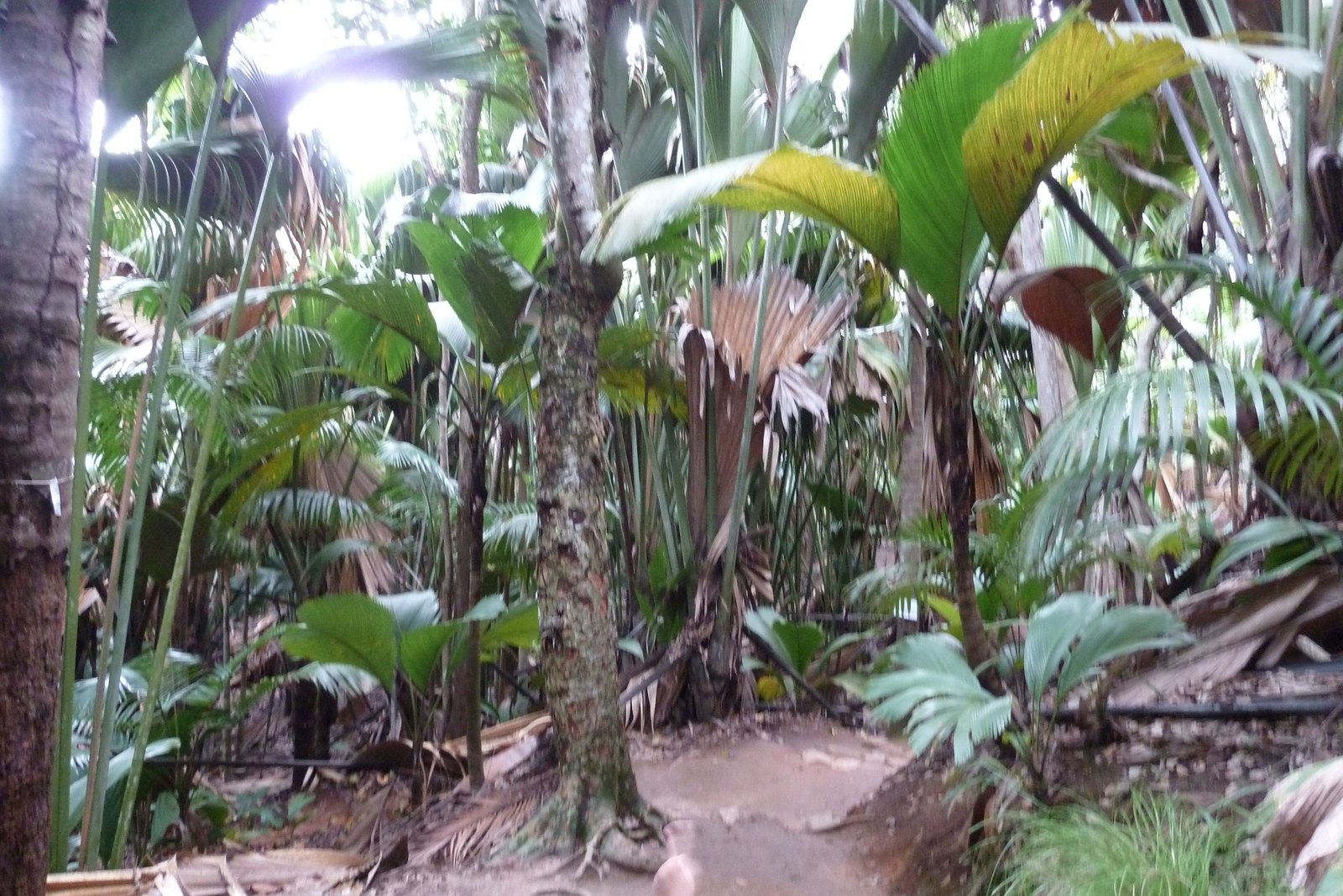 Photo Seychelles Vallée de Mai 2011-10 42
