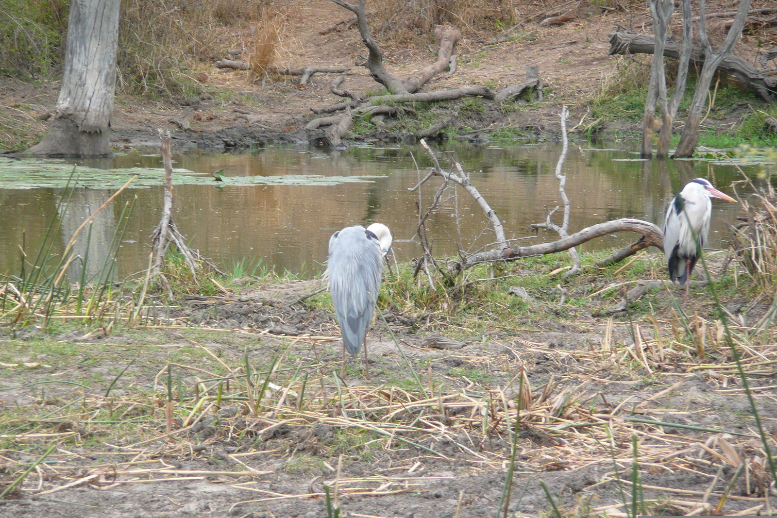 Photo Afrique du Sud Parc National Kruger Rivière Sable 2008-09 41