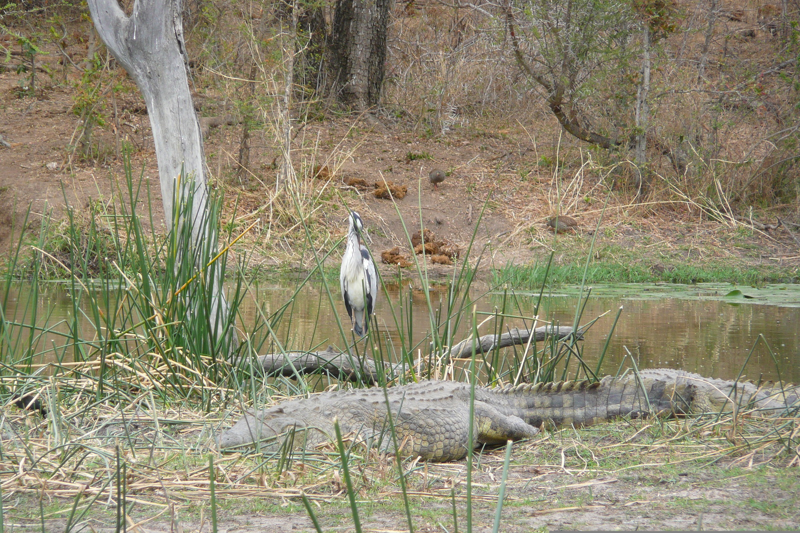 Photo Afrique du Sud Parc National Kruger Rivière Sable 2008-09 35