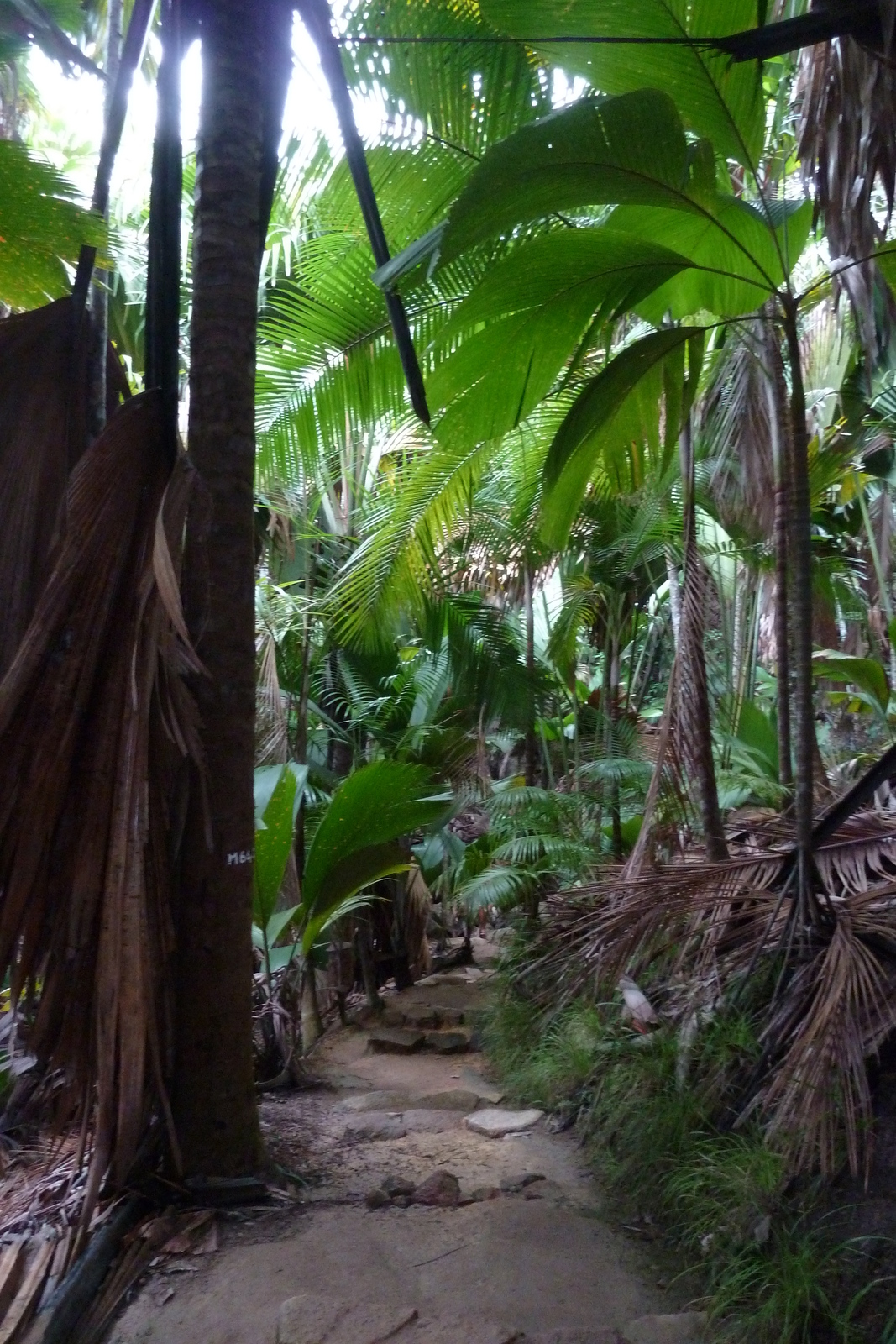 Photo Seychelles Vallée de Mai 2011-10 60