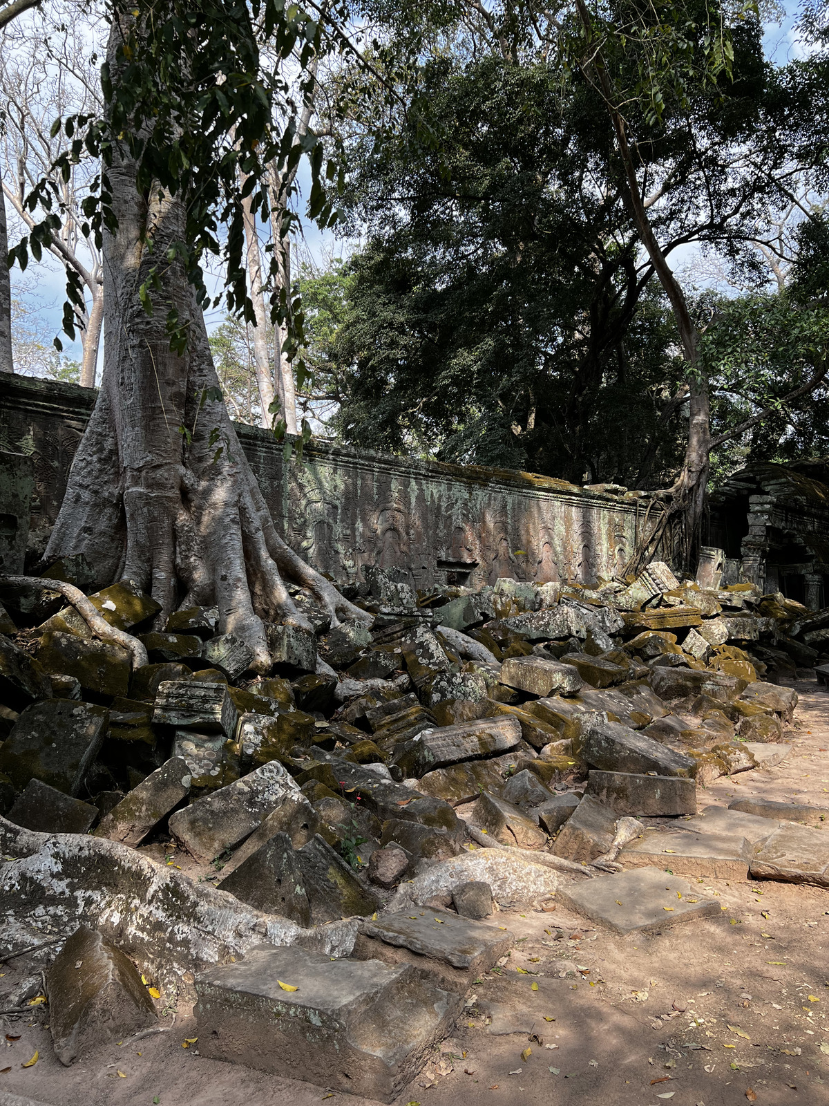 Photo Cambodge Siem Reap Ta Prohm 2023-01 1