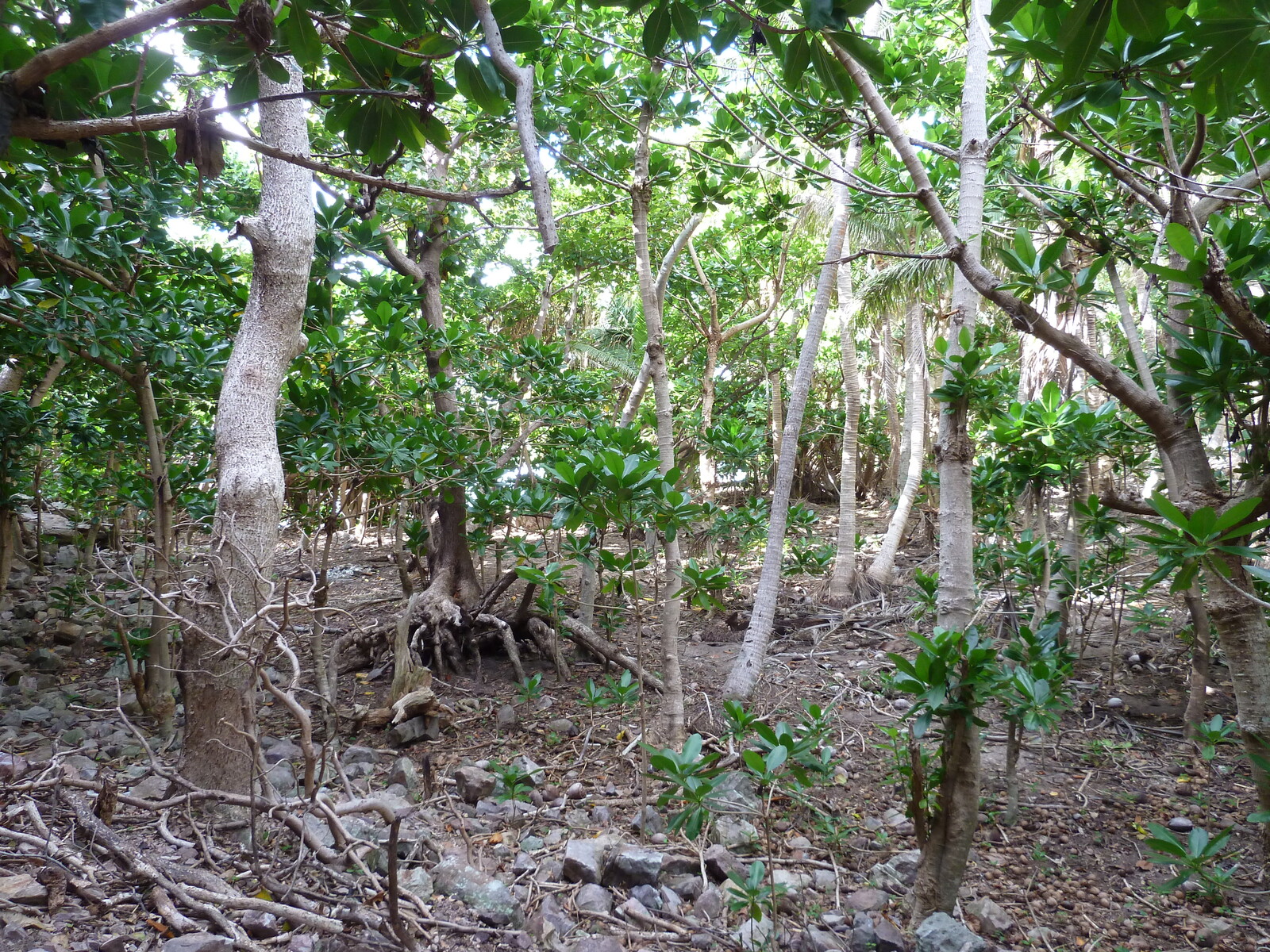 Photo Îles Fidji île Castaway(Seul au monde) 2010-05 53