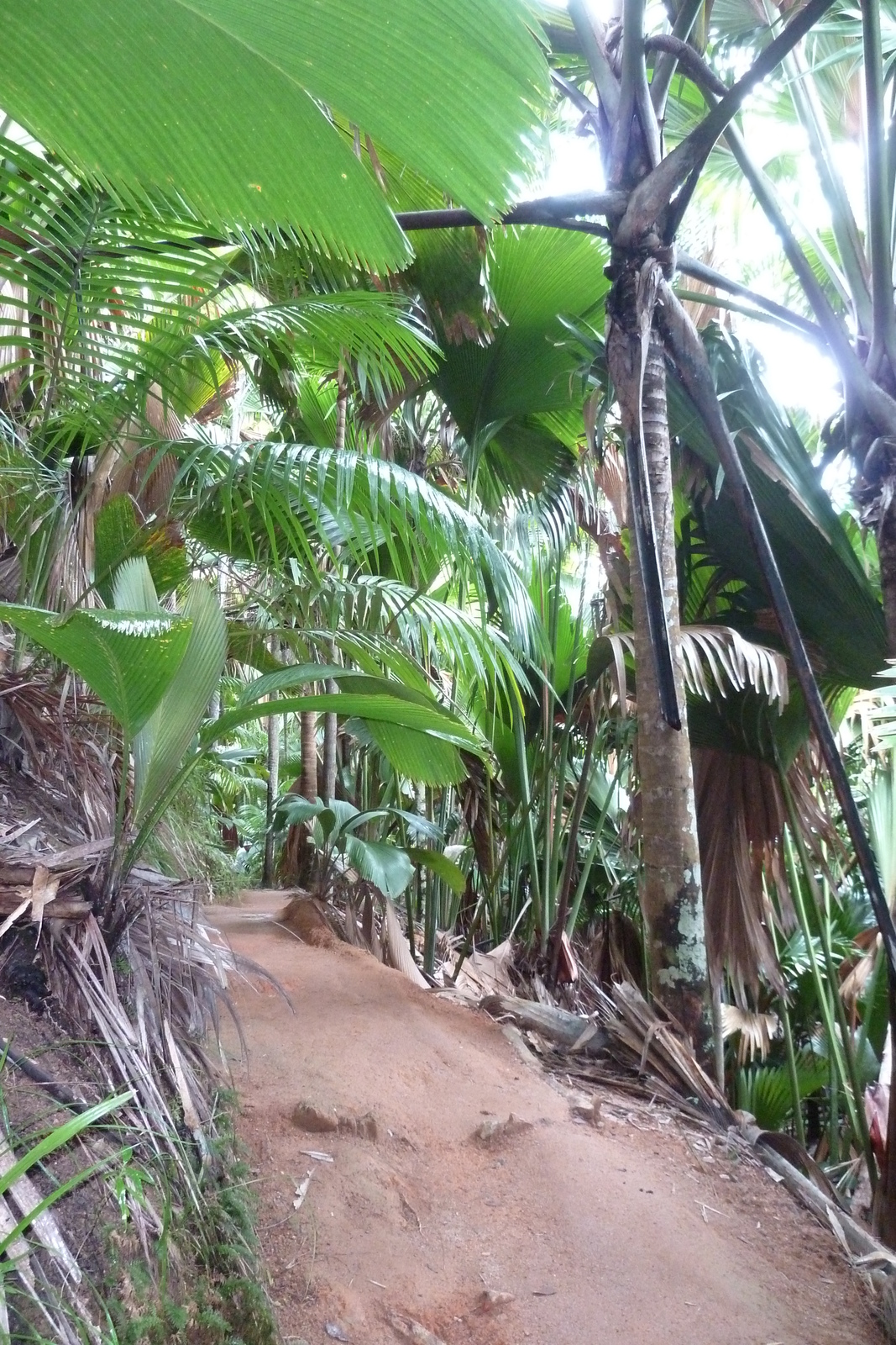 Photo Seychelles Vallée de Mai 2011-10 84