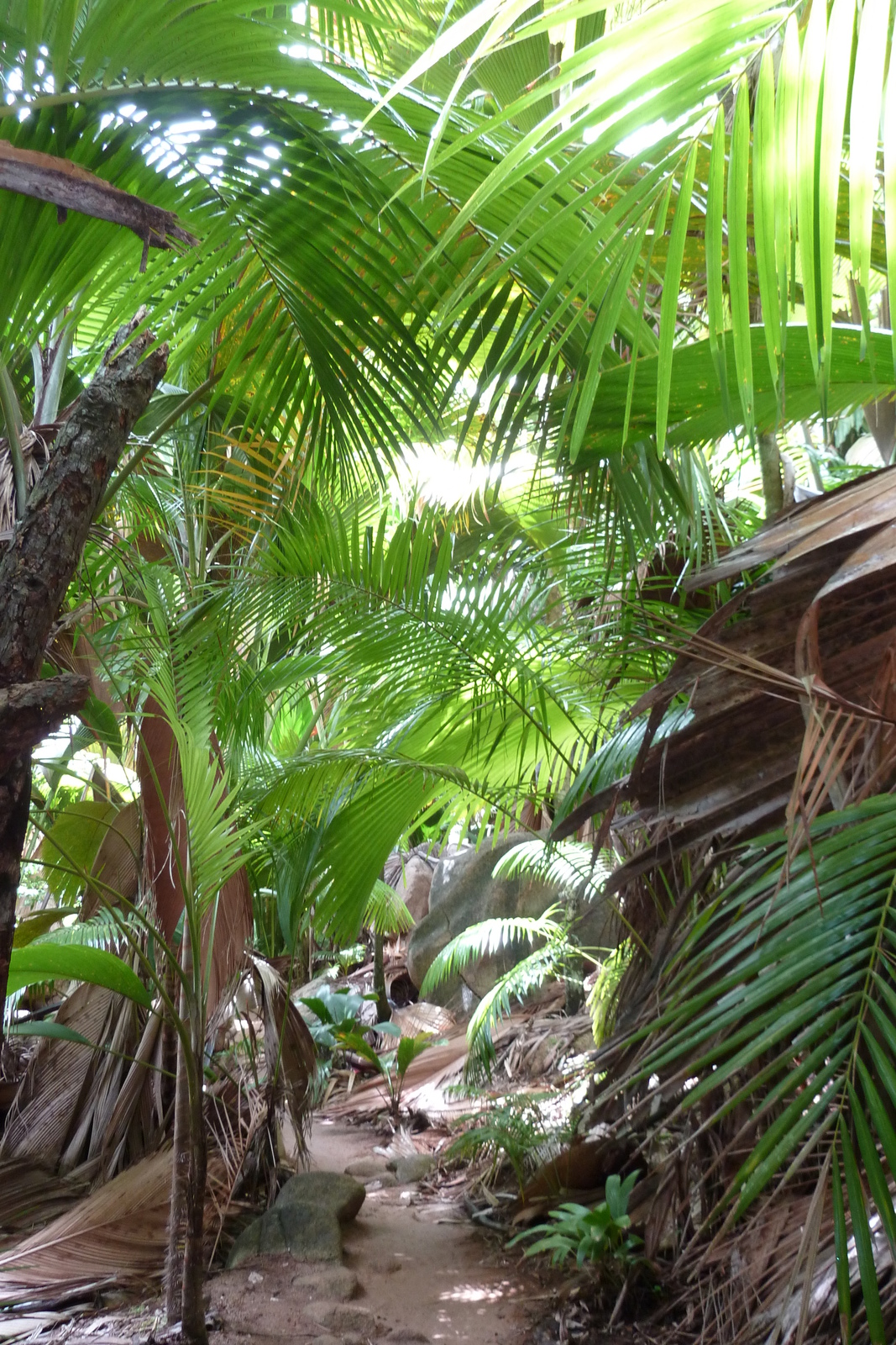Photo Seychelles Vallée de Mai 2011-10 79