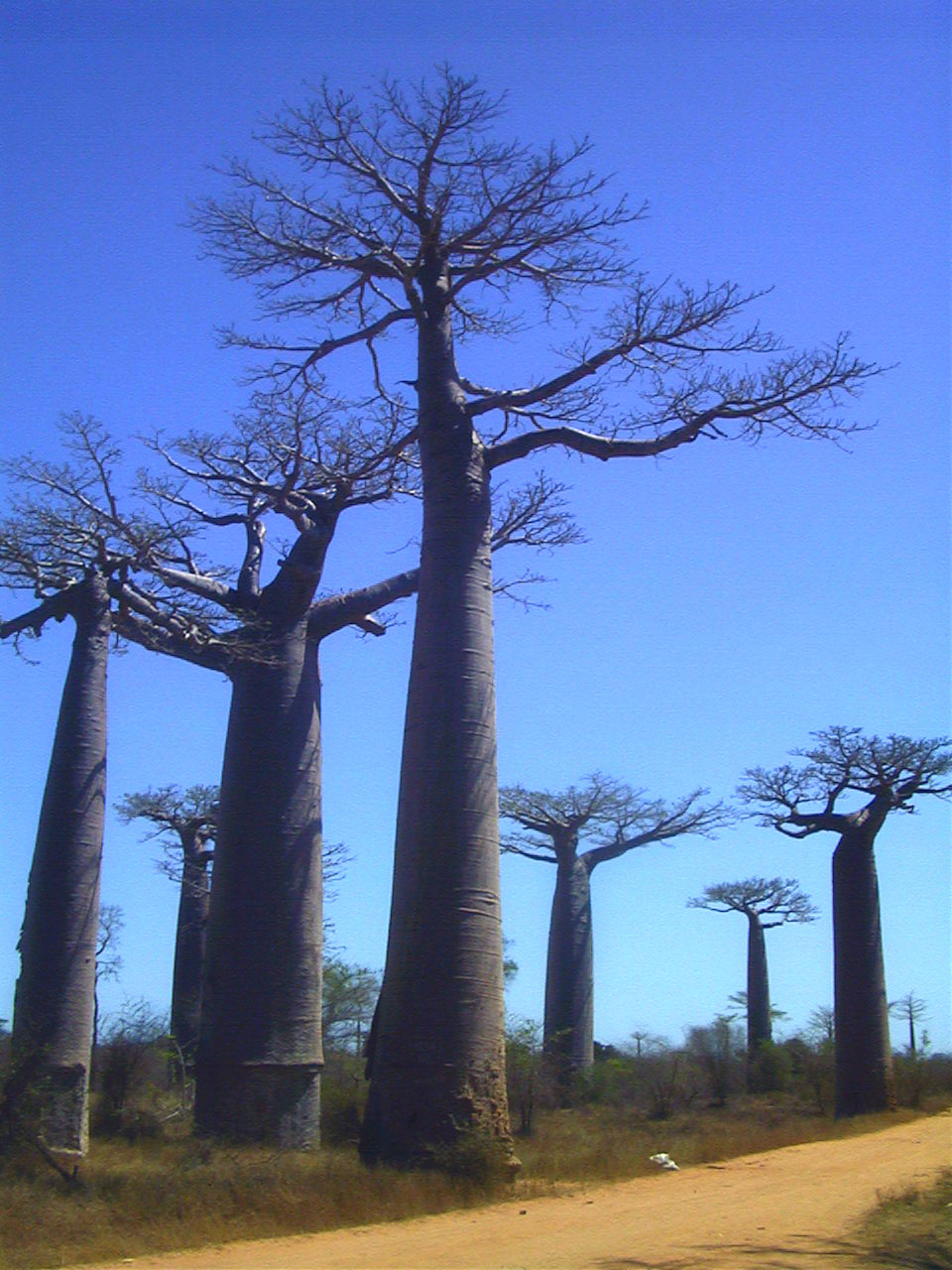 Photo Madagascar Morondava 1999-10 12