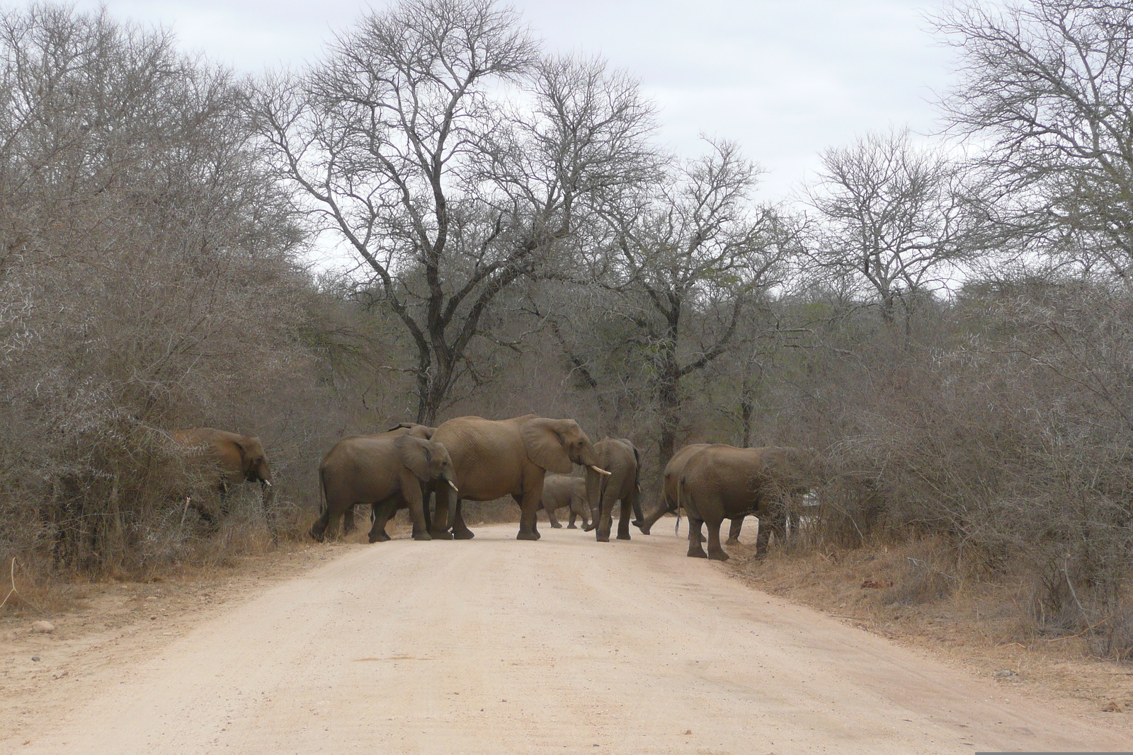 Photo Afrique du Sud Parc National Kruger Rivière Sable 2008-09 60
