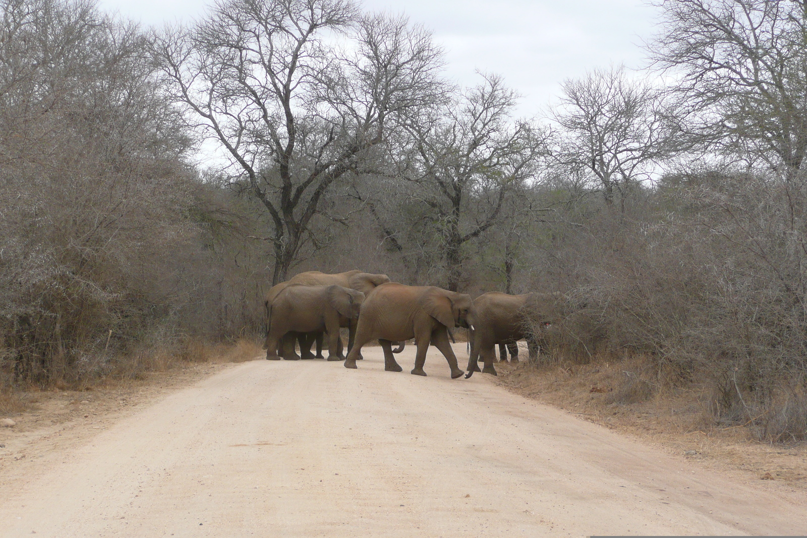 Photo Afrique du Sud Parc National Kruger Rivière Sable 2008-09 51