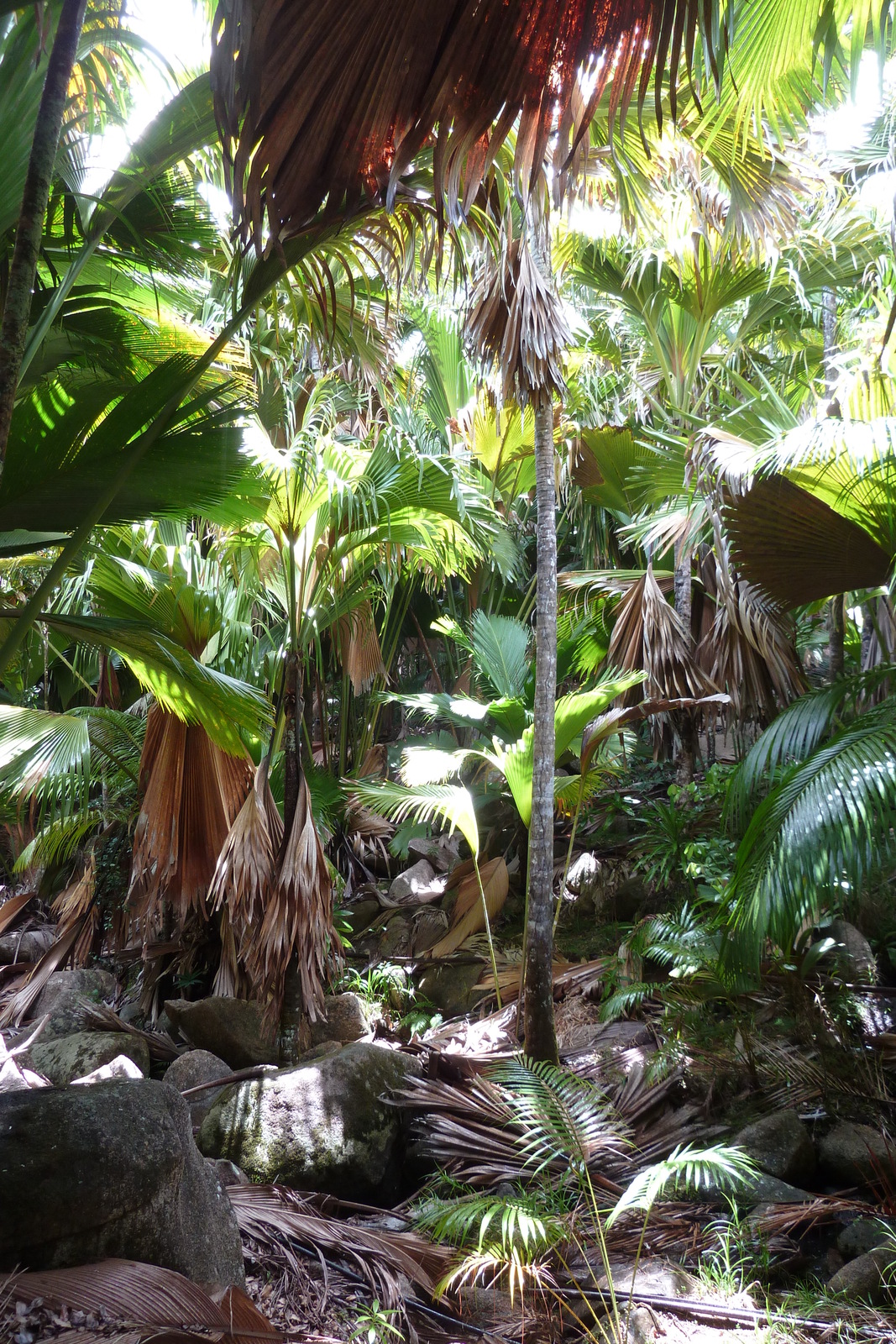 Photo Seychelles Vallée de Mai 2011-10 78