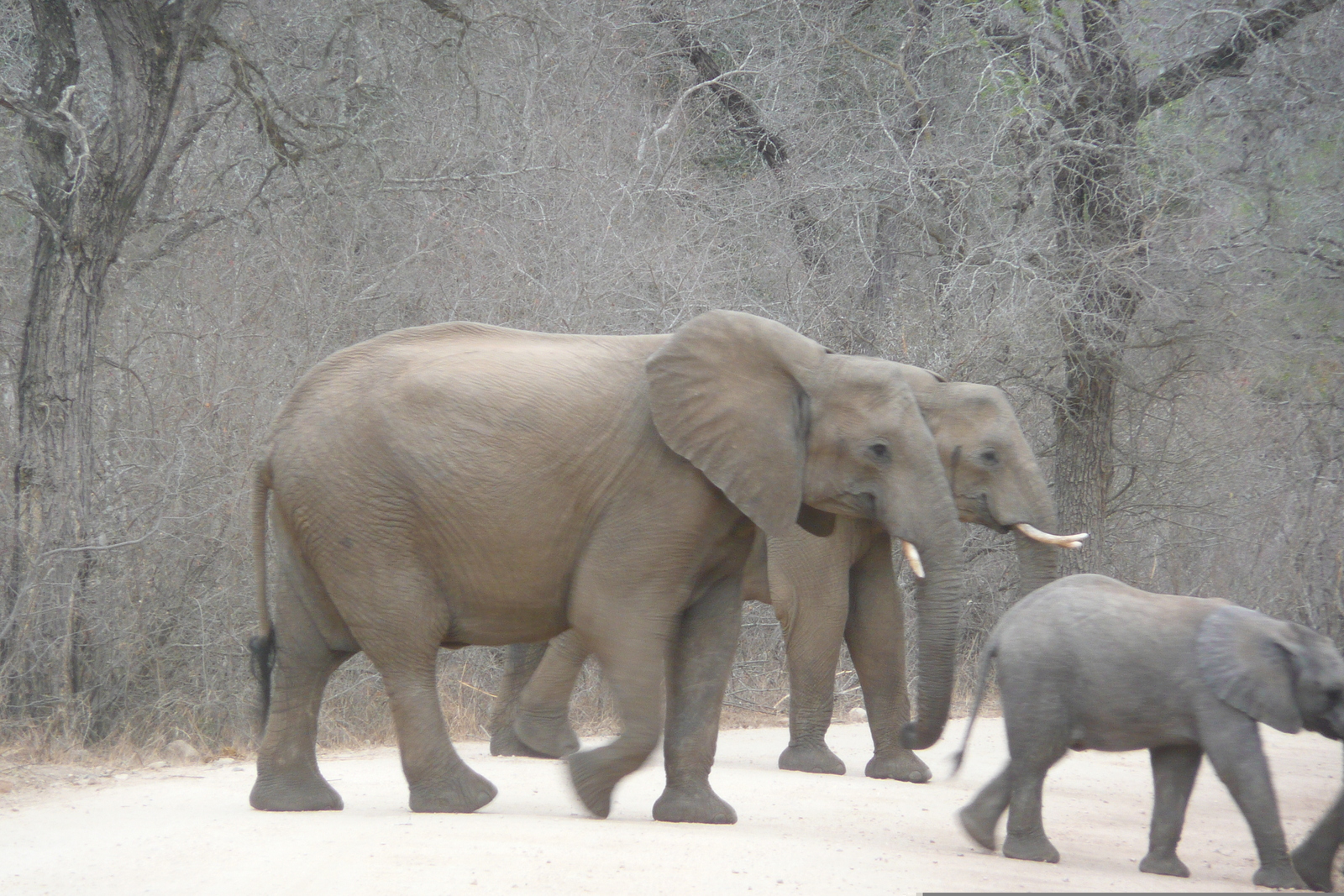 Photo Afrique du Sud Parc National Kruger Rivière Sable 2008-09 59