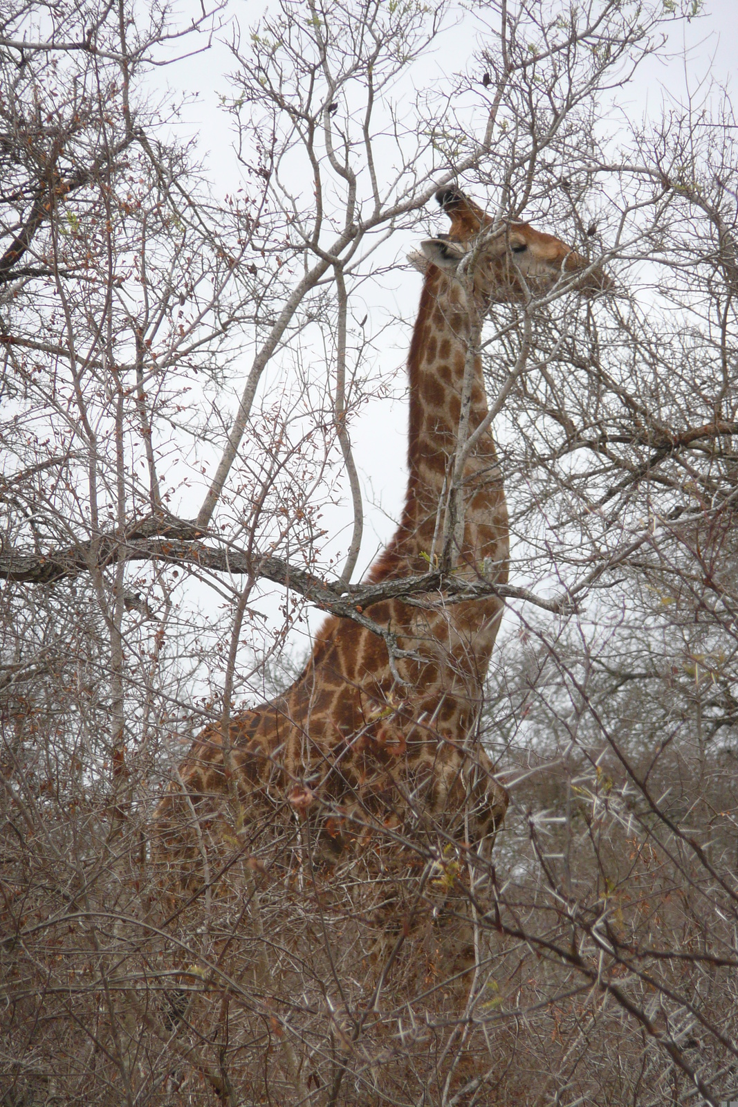 Photo Afrique du Sud Parc National Kruger Rivière Sable 2008-09 34