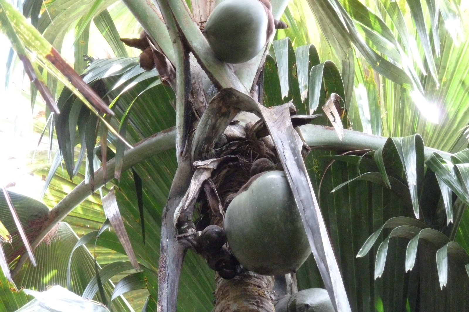 Photo Seychelles Vallée de Mai 2011-10 92