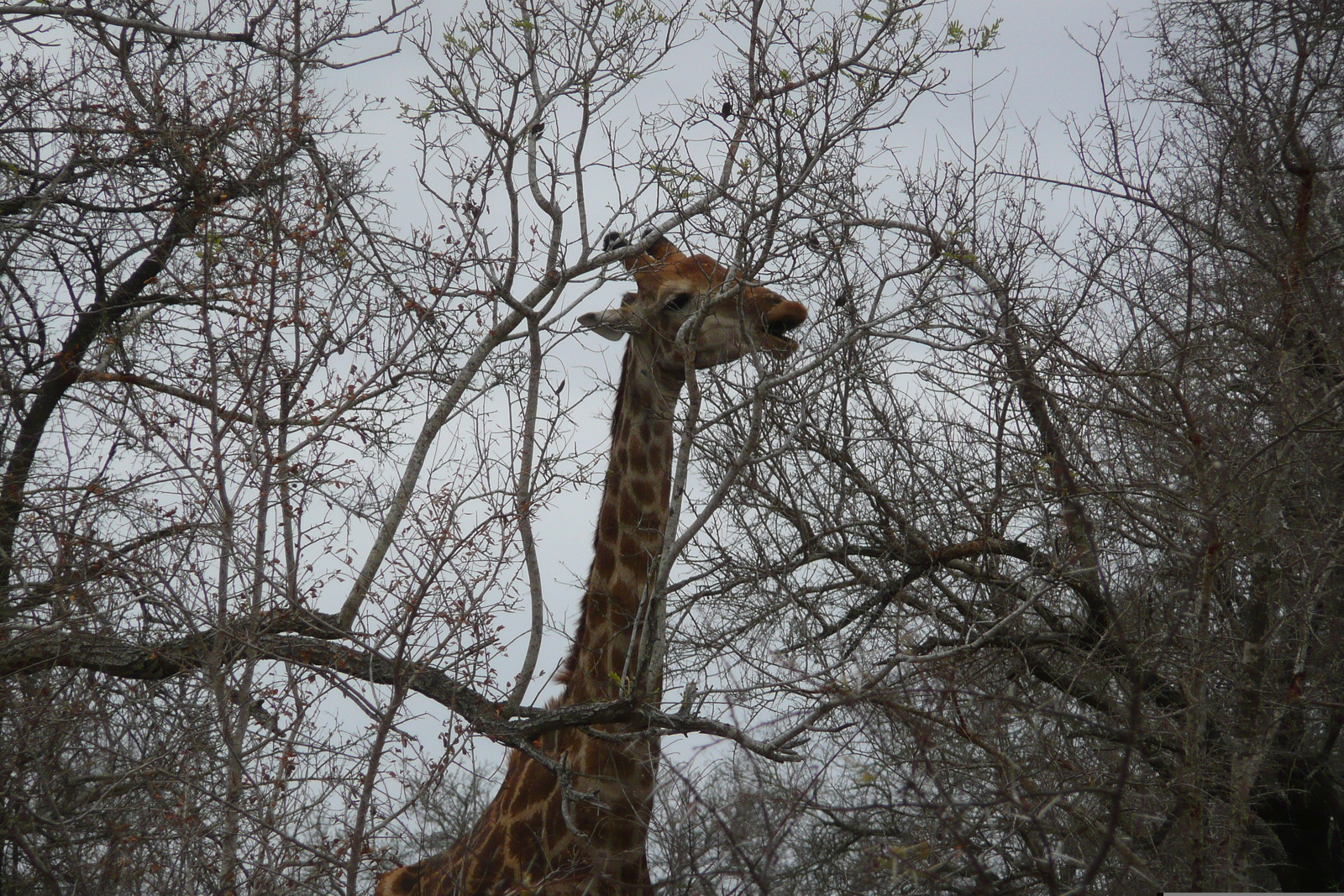 Photo Afrique du Sud Parc National Kruger Rivière Sable 2008-09 46