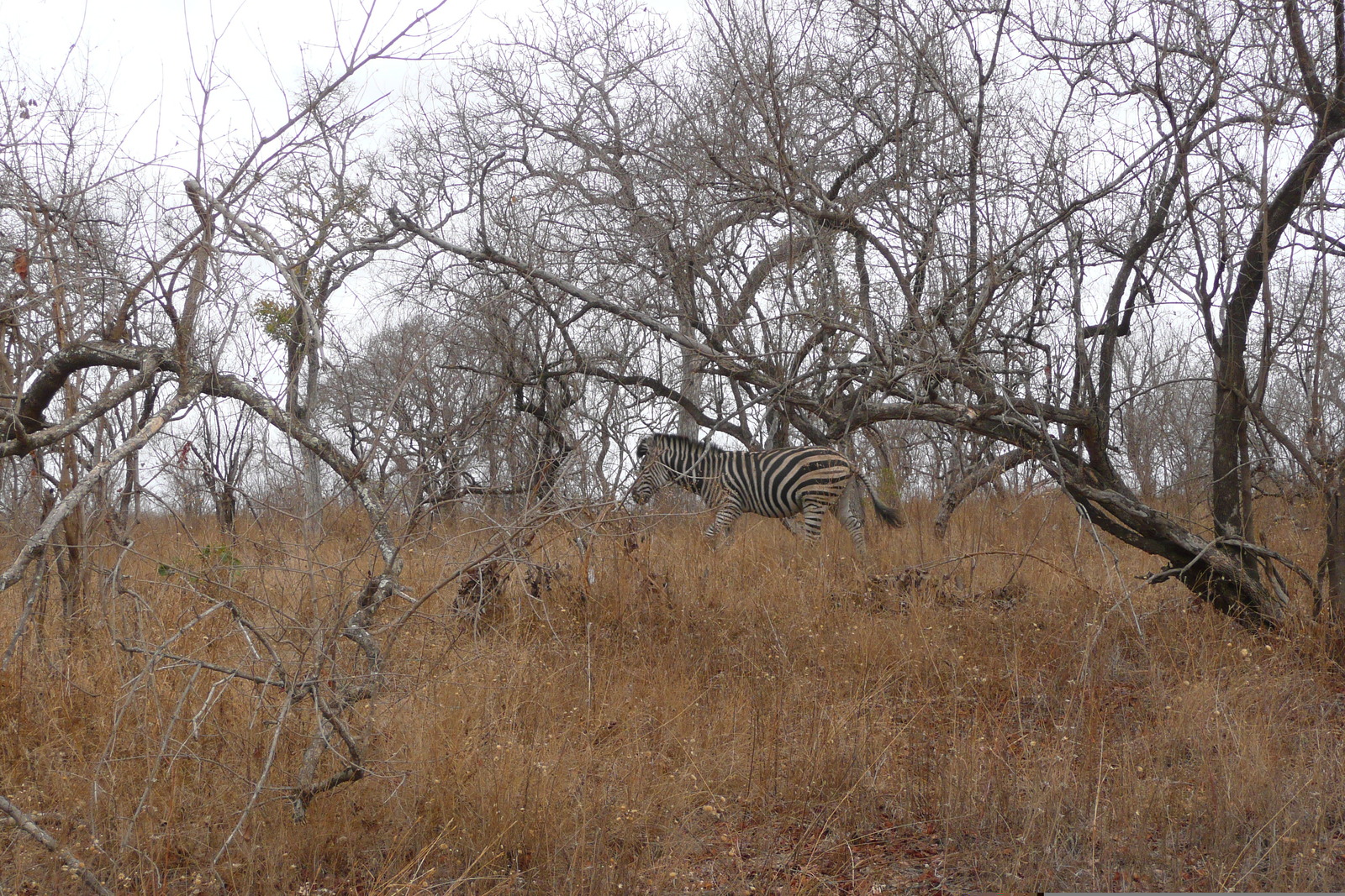Photo Afrique du Sud Parc National Kruger 2008-09 158