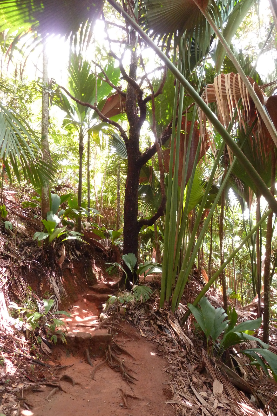 Photo Seychelles Vallée de Mai 2011-10 71