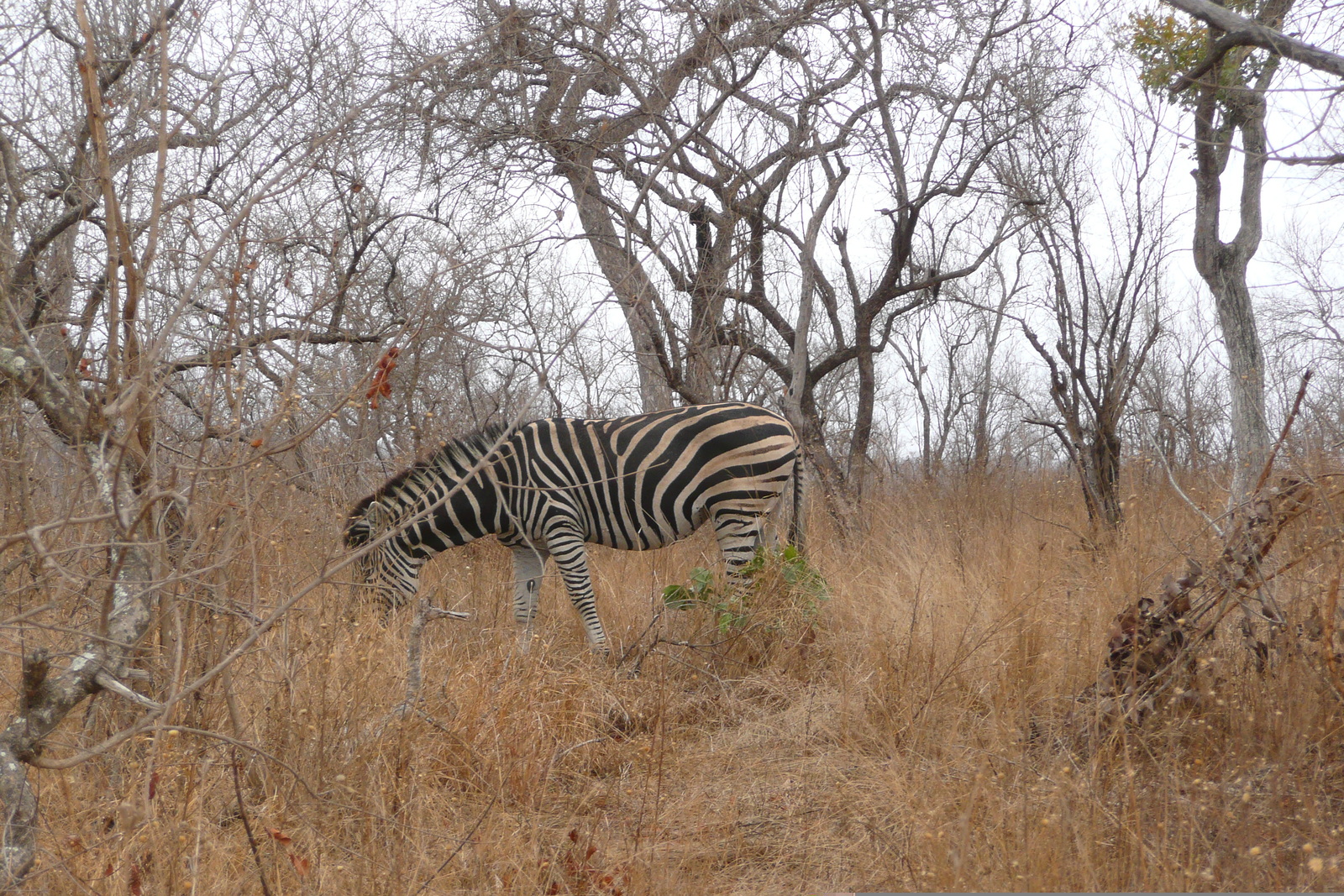 Photo Afrique du Sud Parc National Kruger 2008-09 62