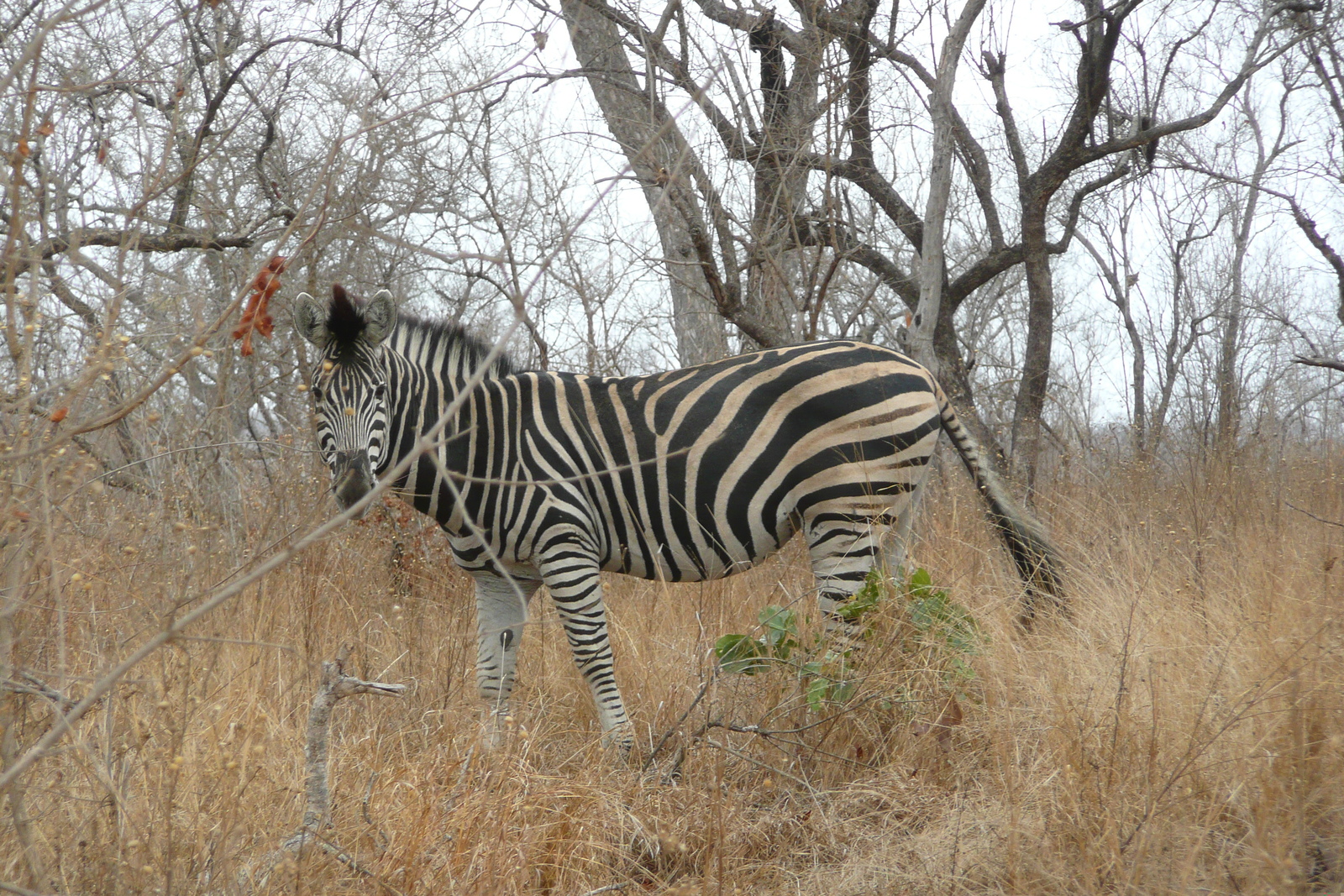 Photo Afrique du Sud Parc National Kruger 2008-09 41