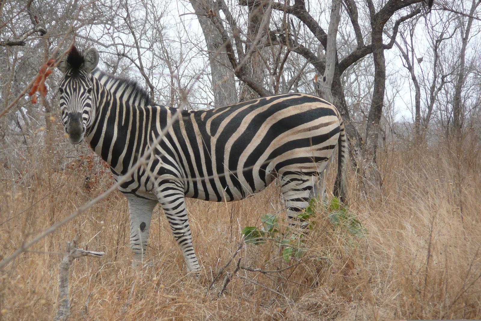 Photo Afrique du Sud Parc National Kruger 2008-09 64