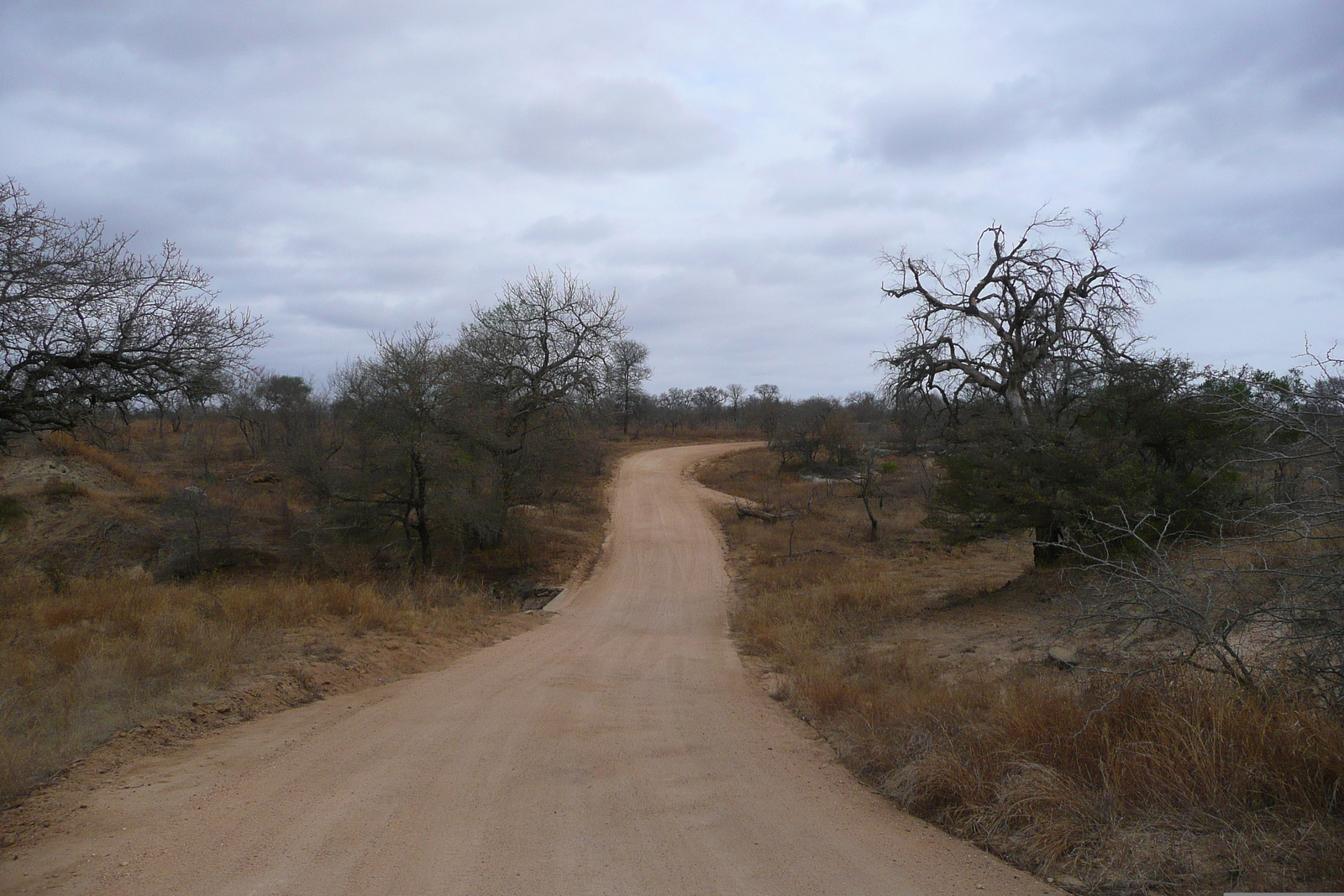 Photo Afrique du Sud Parc National Kruger 2008-09 121