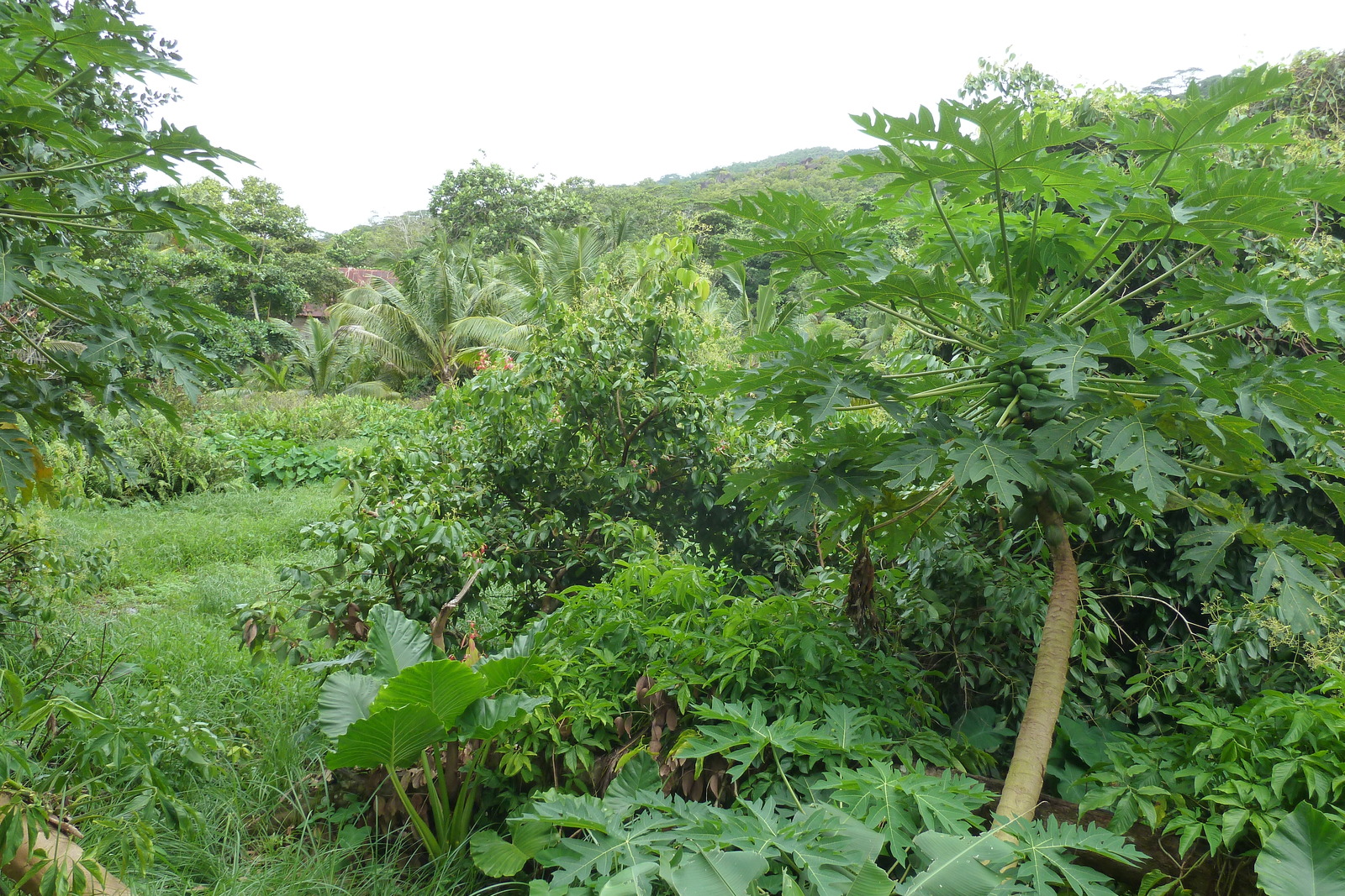 Photo Seychelles La Digue 2011-10 62