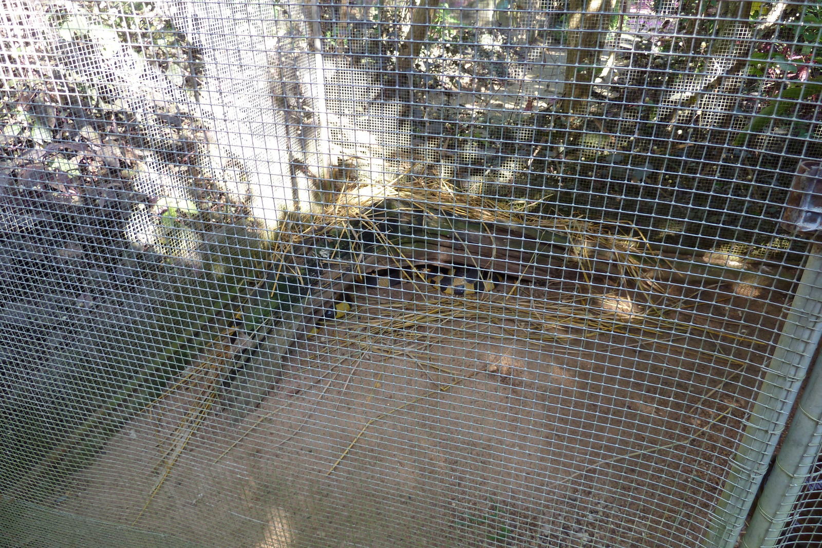 Photo Thaïlande Chiang Mai Ferme aux serpents Mae Sa 2010-12 29