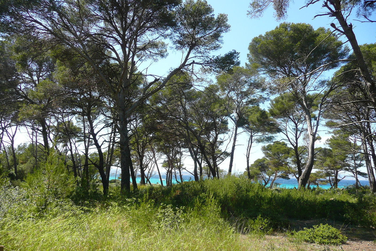 Photo France Ile de Porquerolles Plaine de la courtade 2008-05 10