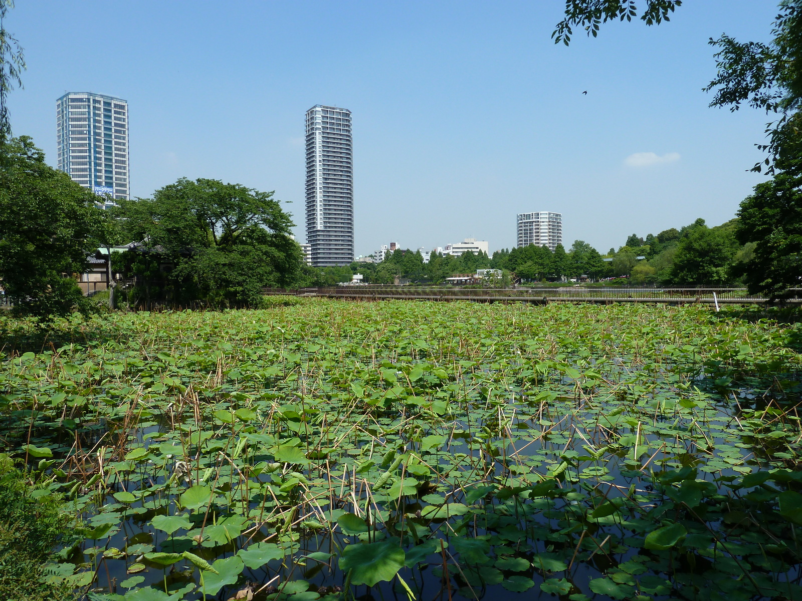 Photo Japon Tokyo Ueno 2010-06 11