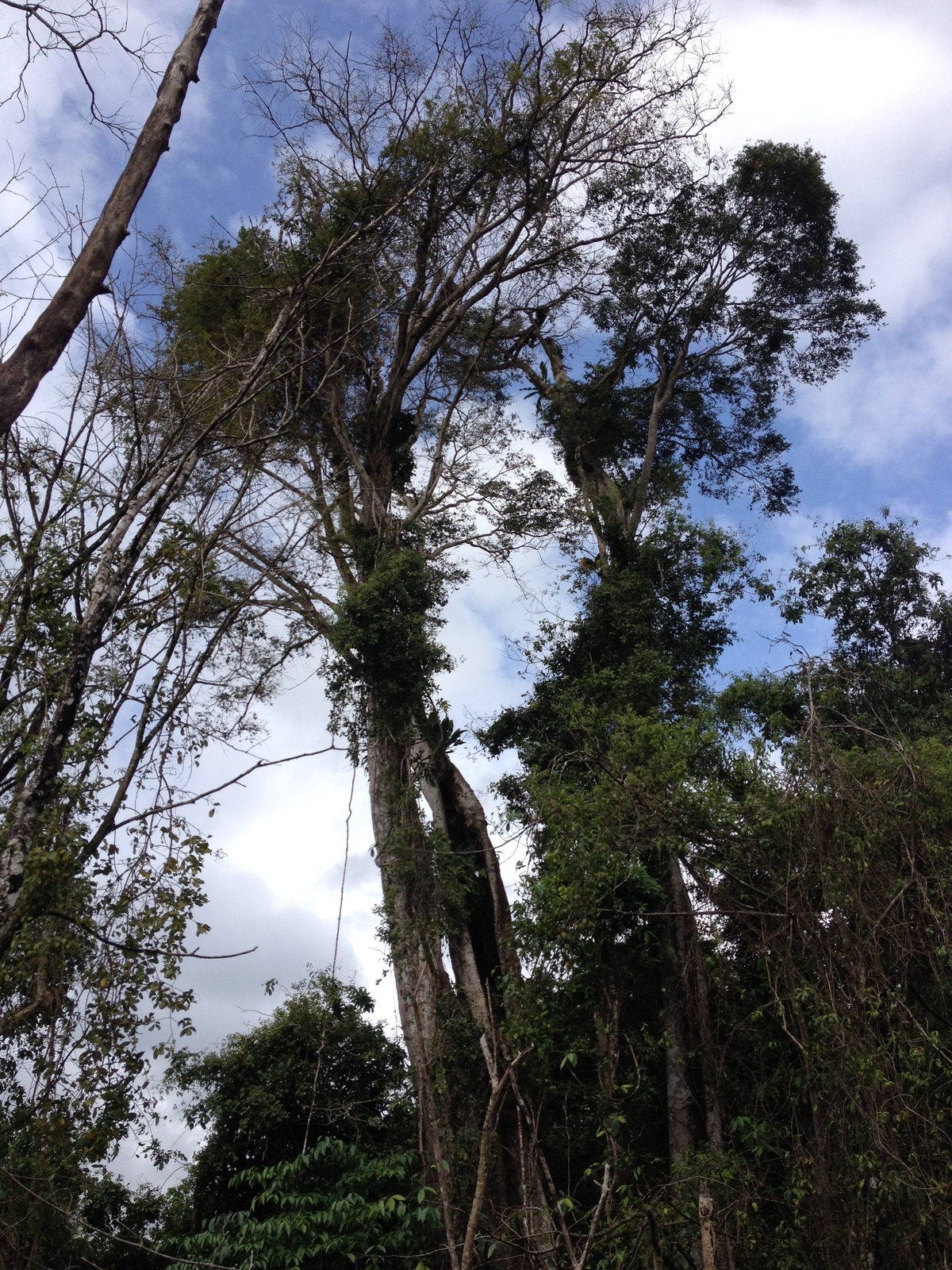 Photo Costa Rica Cahuita 2015-03 130