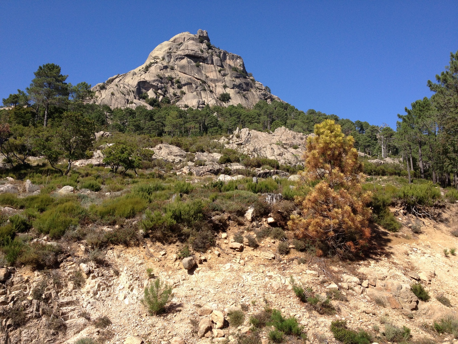 Photo France Corse Forêt de l'Ospedale 2012-09 42