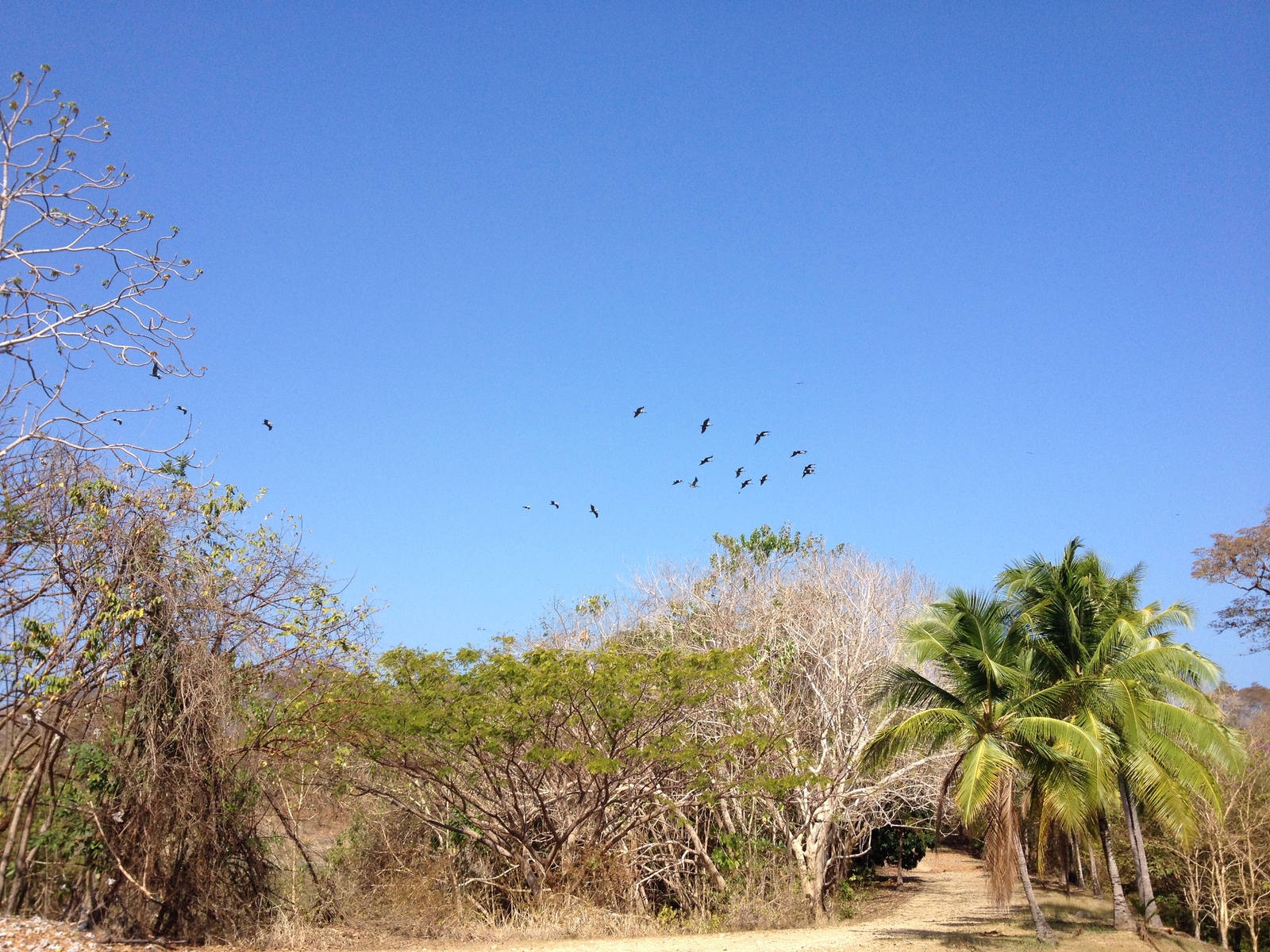 Photo Panama Ile de Contadora 2015-03 135