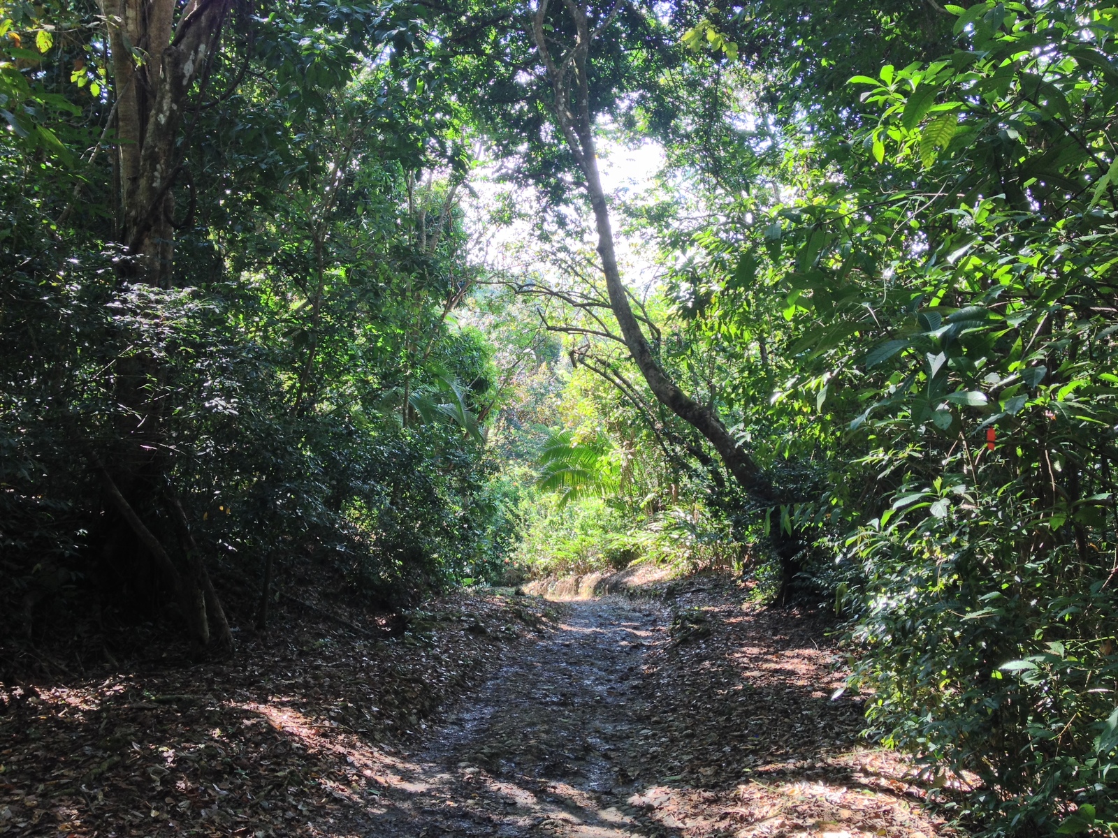 Photo Costa Rica Parc Manuel Antonio 2015-03 93