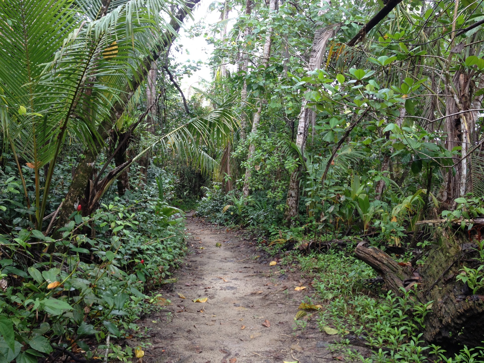 Photo Costa Rica Cahuita 2015-03 28