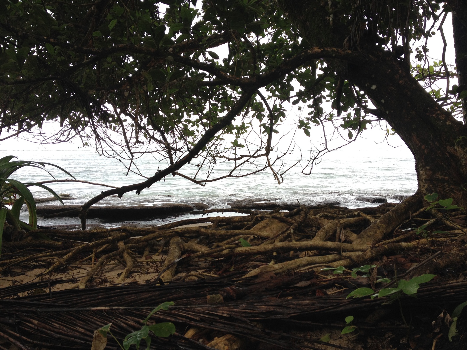 Photo Costa Rica Cahuita 2015-03 27