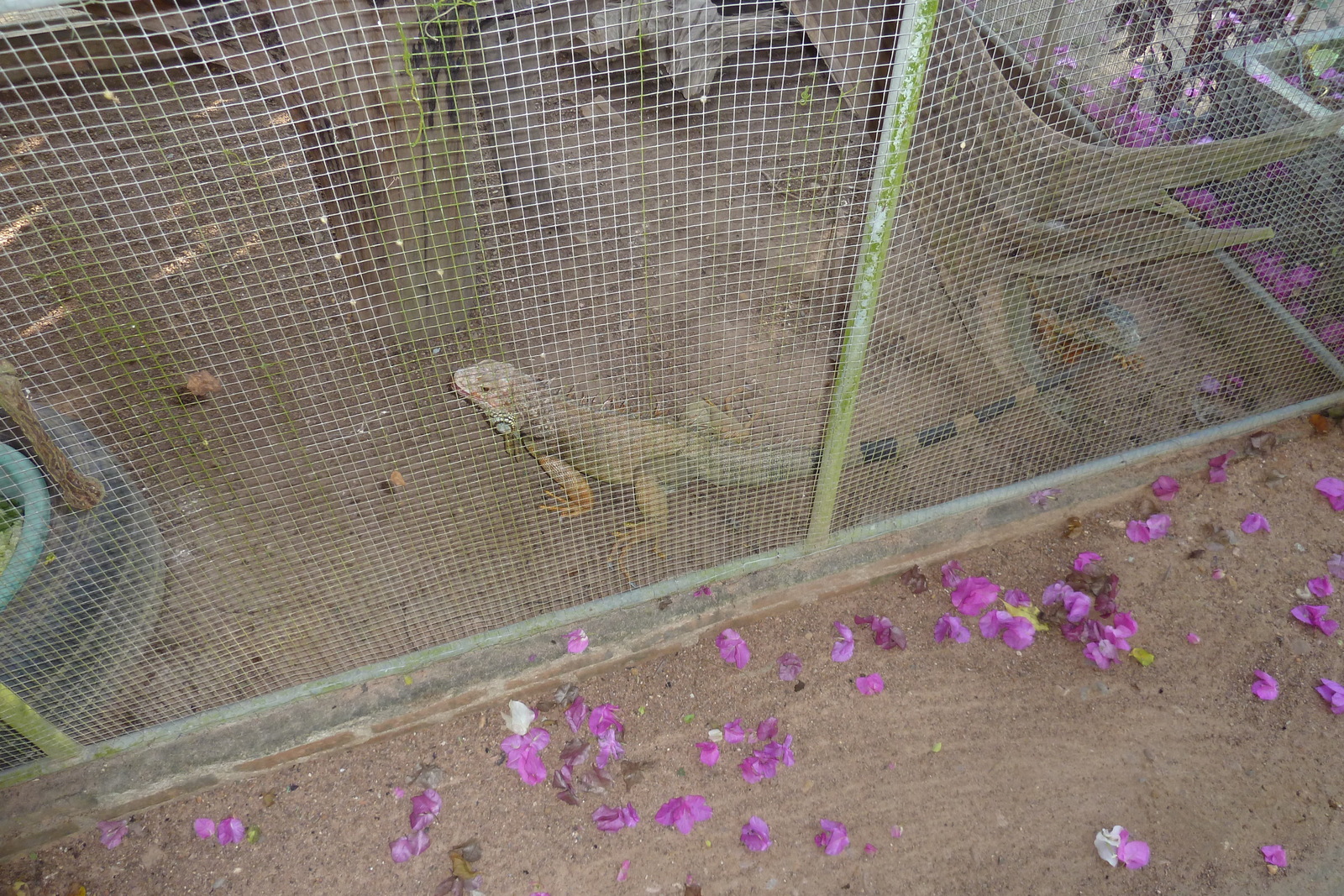 Photo Thaïlande Chiang Mai Ferme aux serpents Mae Sa 2010-12 17