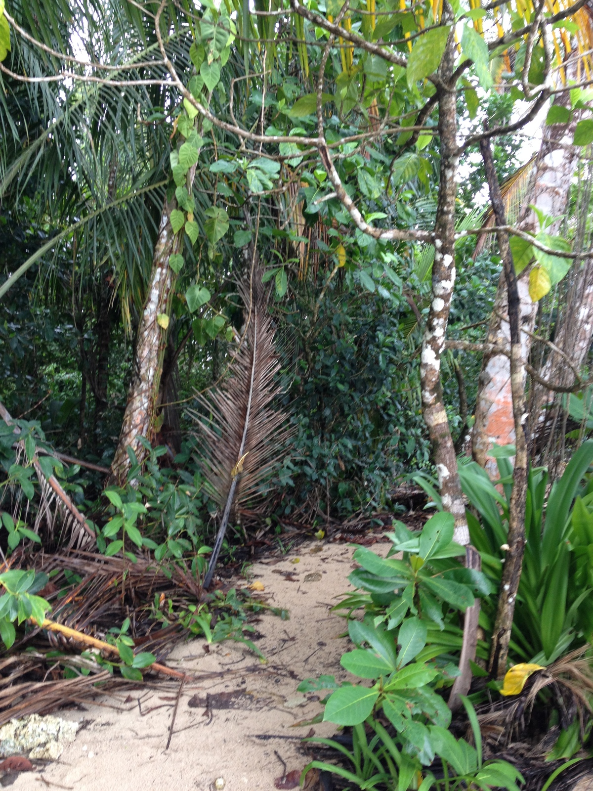 Photo Costa Rica Cahuita 2015-03 32