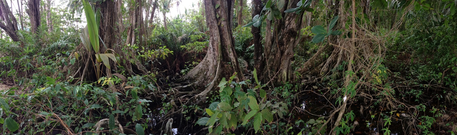 Photo Costa Rica Cahuita 2015-03 25