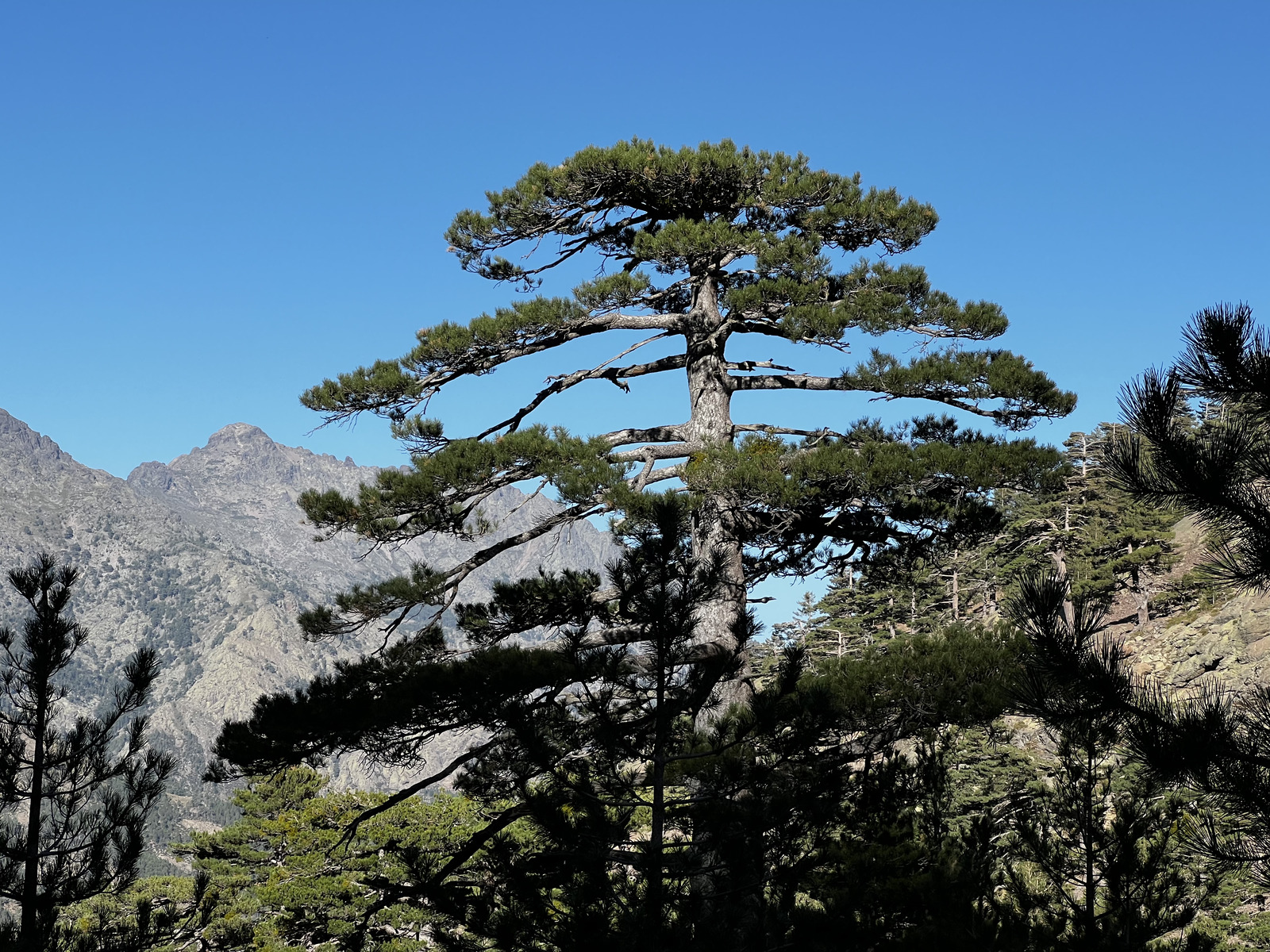 Photo France Corse Monte Cinto 2023-10 109