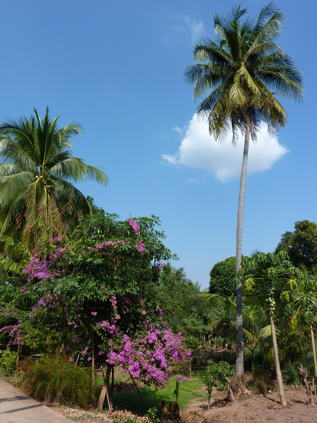 Photo Thaïlande Phitsanulok Chom Thong 2009-12 12