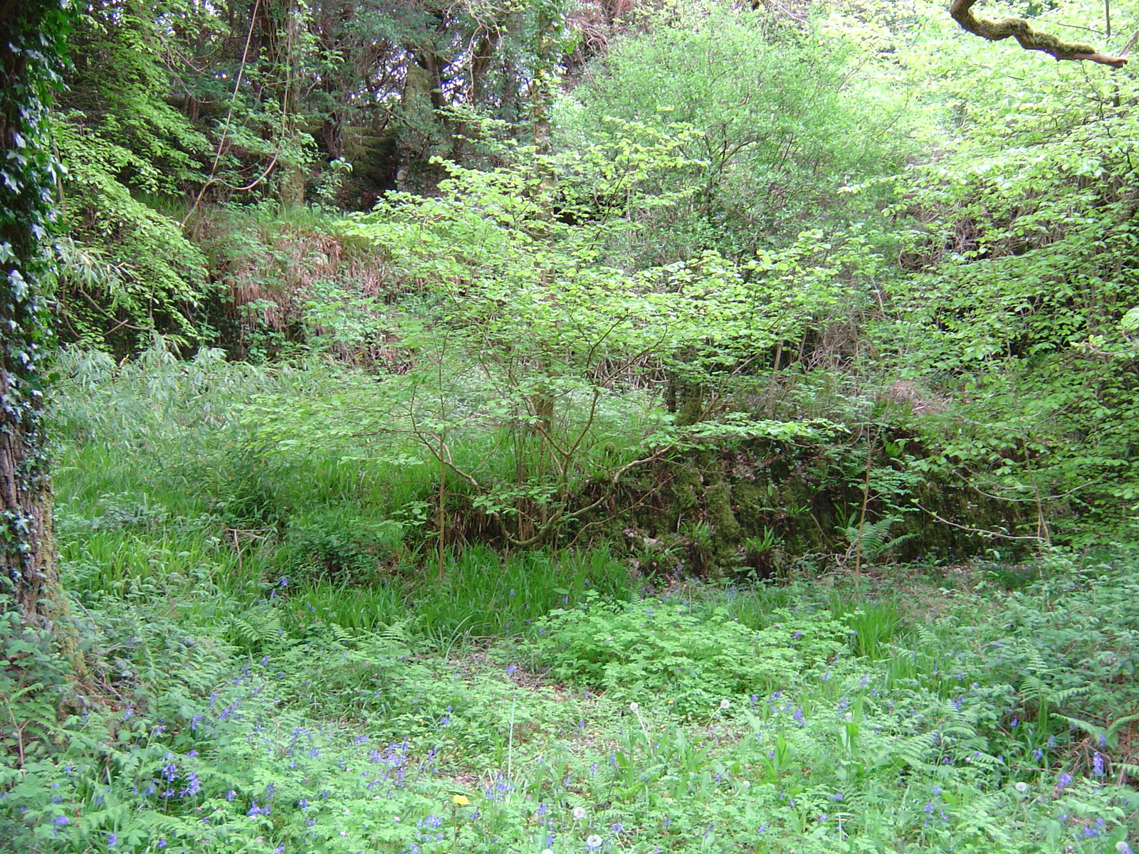 Photo Irlande Kerry Parc National de Killarney Muckross Lake 2004-05 23