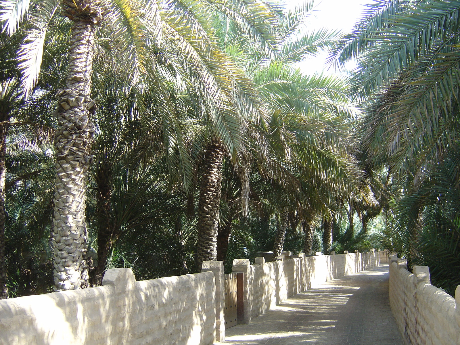 Photo Émirats arabes unis Al Ain Oasis 2005-03 14
