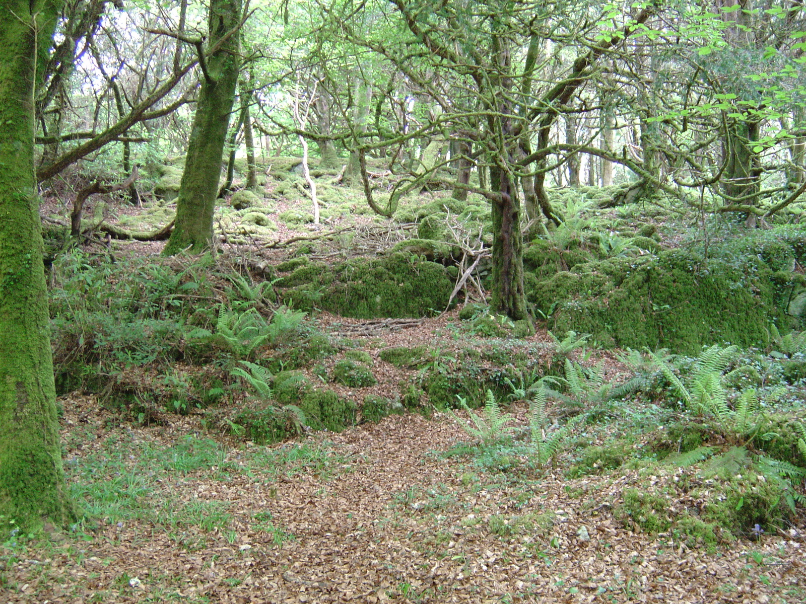 Photo Irlande Kerry Parc National de Killarney Muckross Lake 2004-05 12